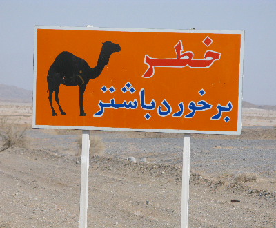 Risk of accident with camels