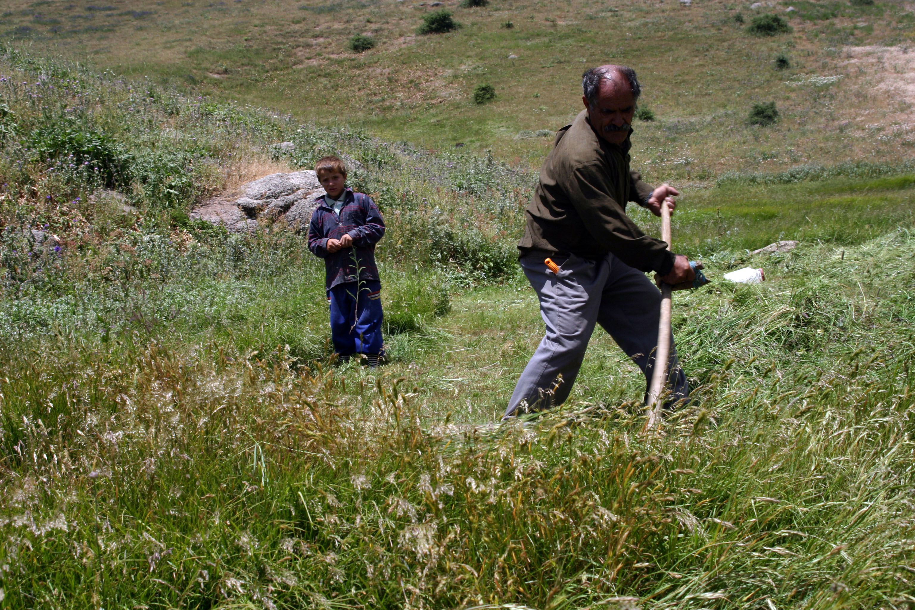 چیدن علوفه از مرتع در نزدیکی روستای لمبر 