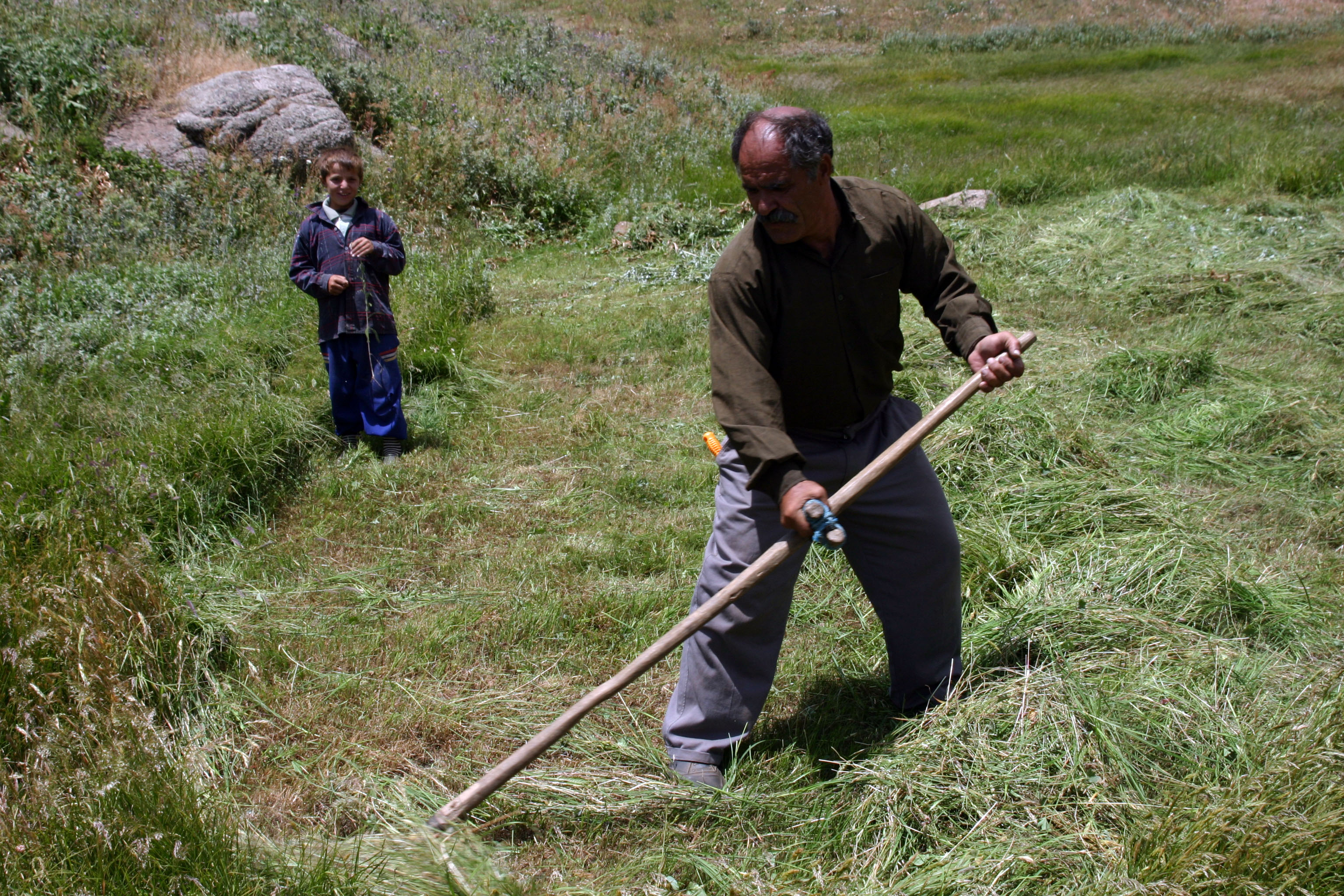 چیدن علوفه از مرتع در نزدیکی روستای لمبر 