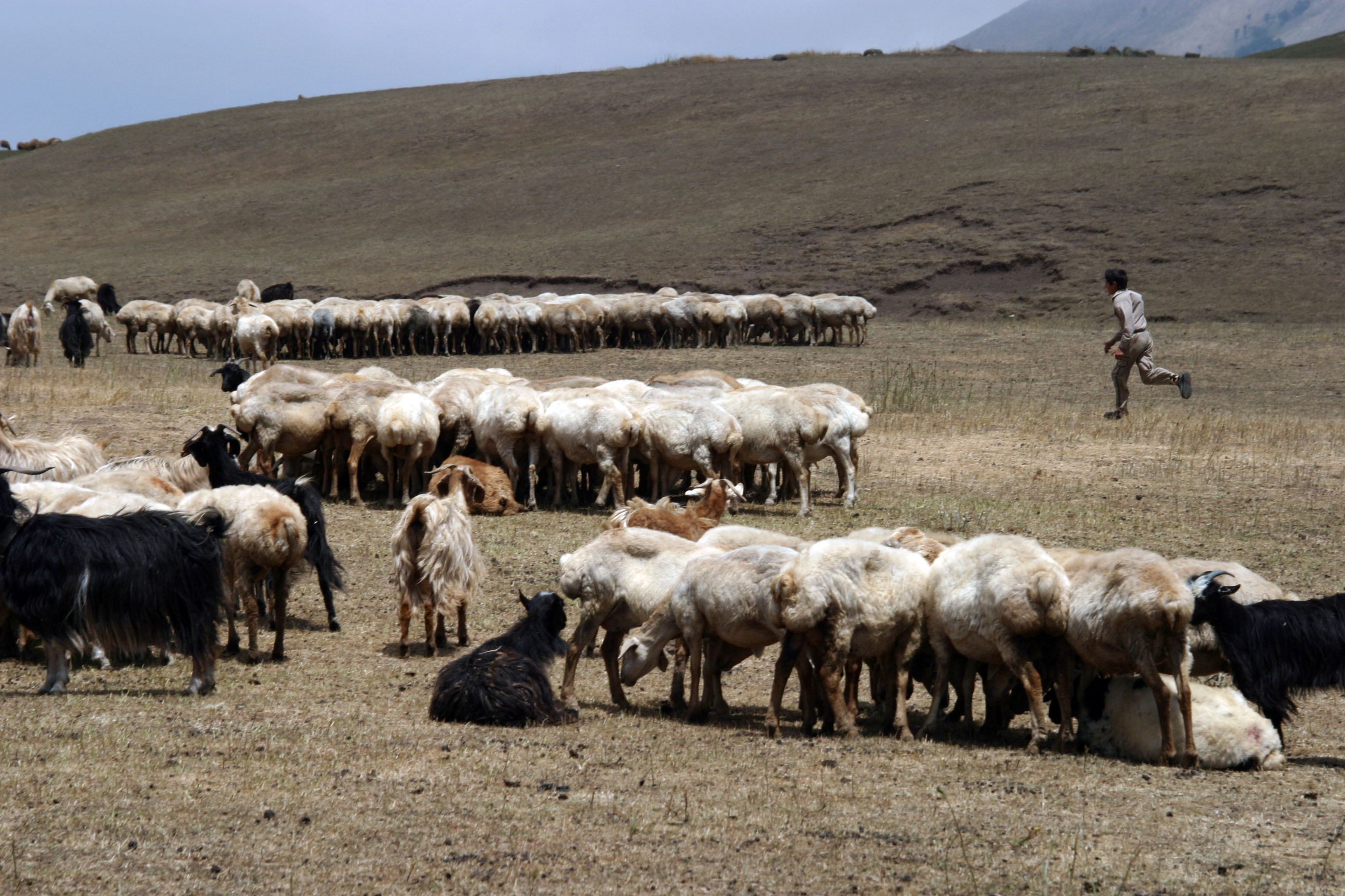 چرای گوسفندان در مراتع اطراف لمبر 