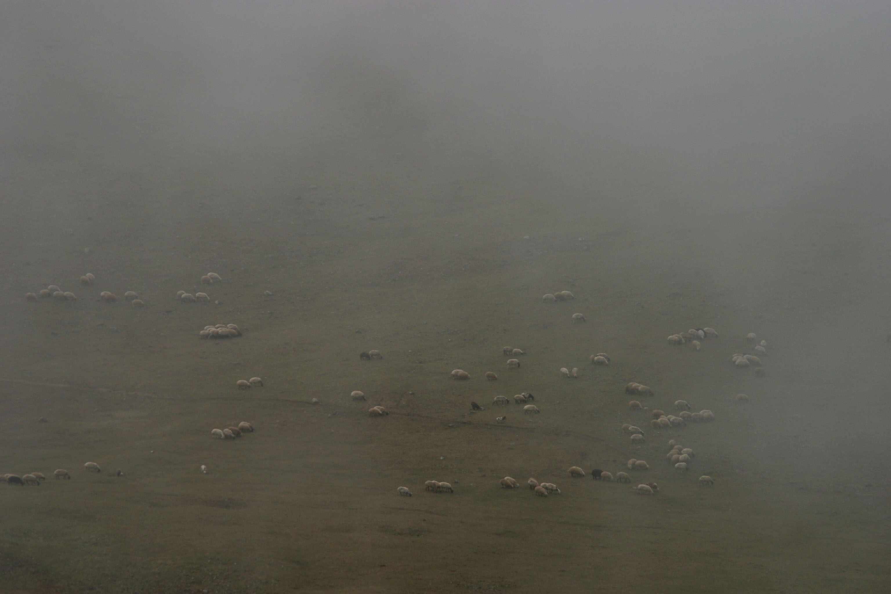 چرای گوسفندان در مه 