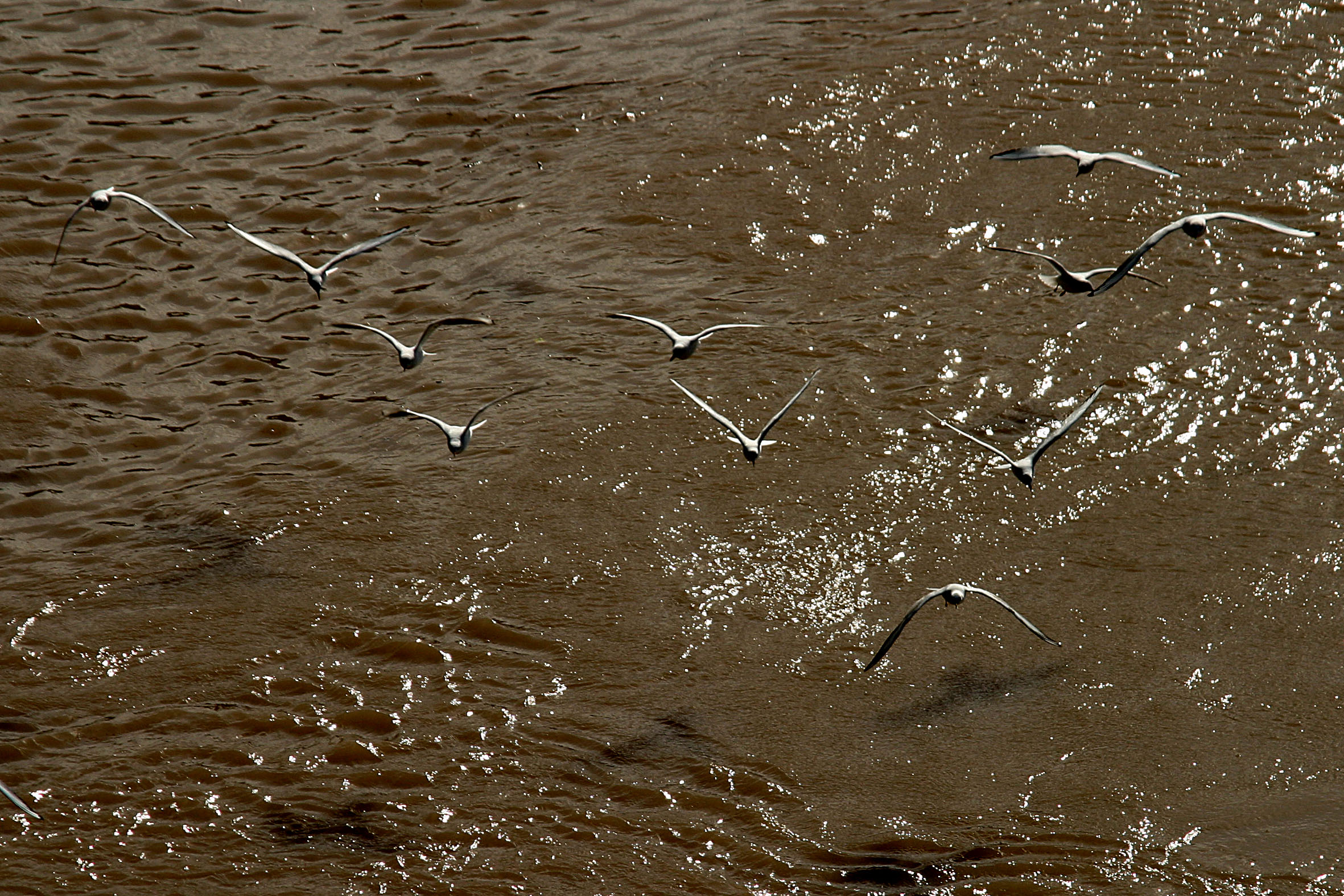 رودخانه کارون 