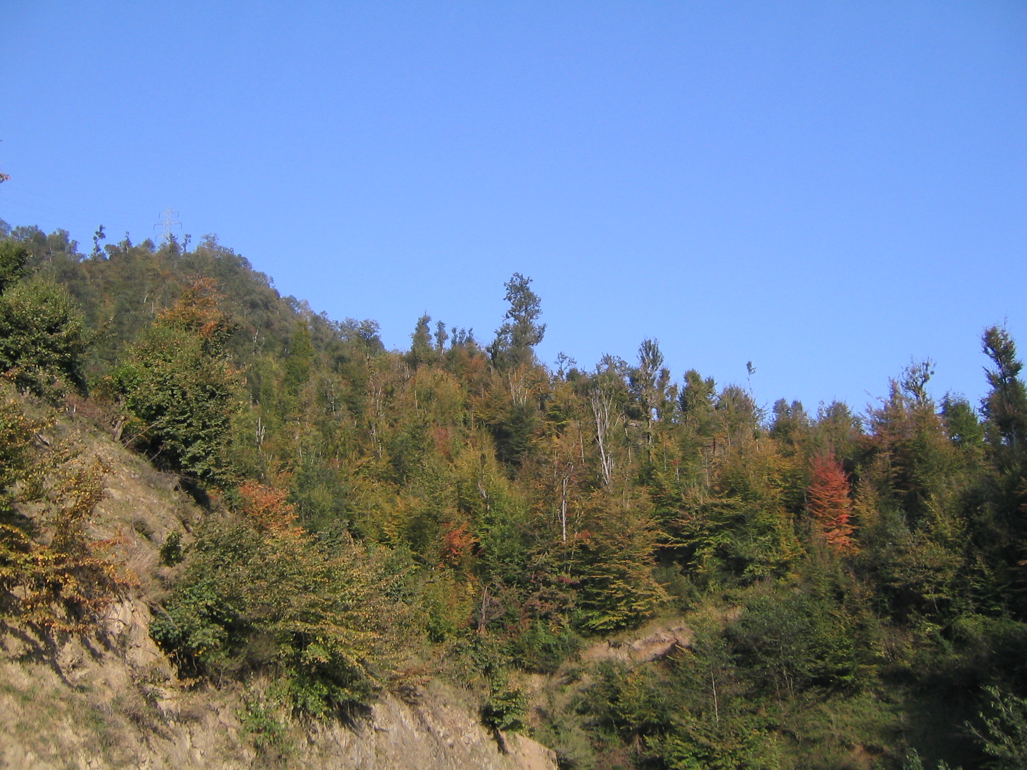 Hyrcanian Forest in Gilan 