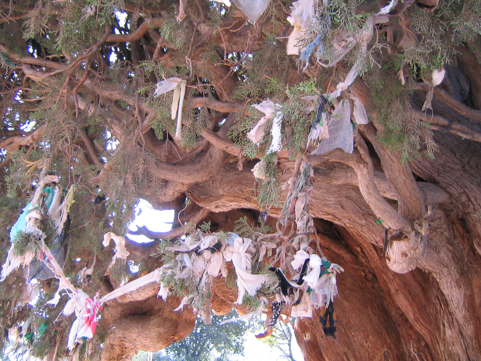 Harzevil Cedar 