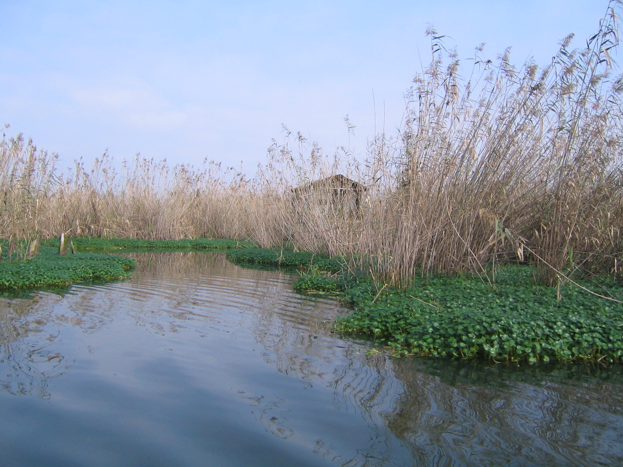 Anzali Lagoon 