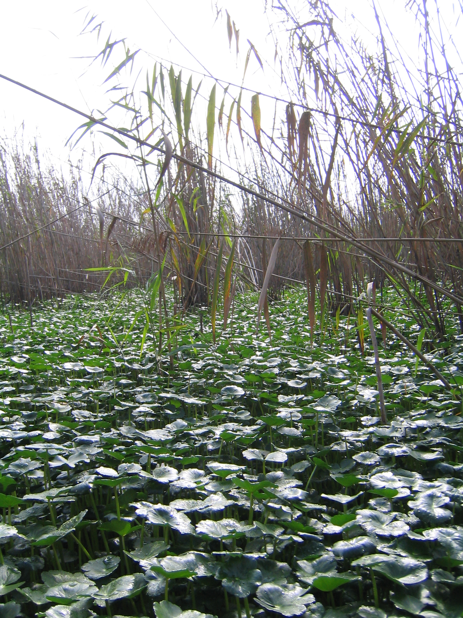 Anzali Lagoon 