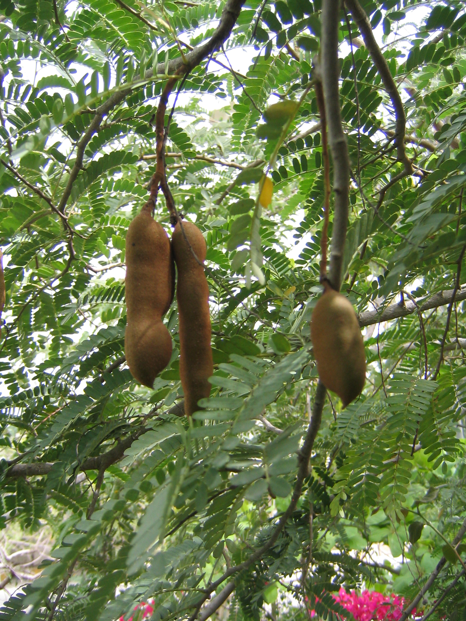 Tamarind 