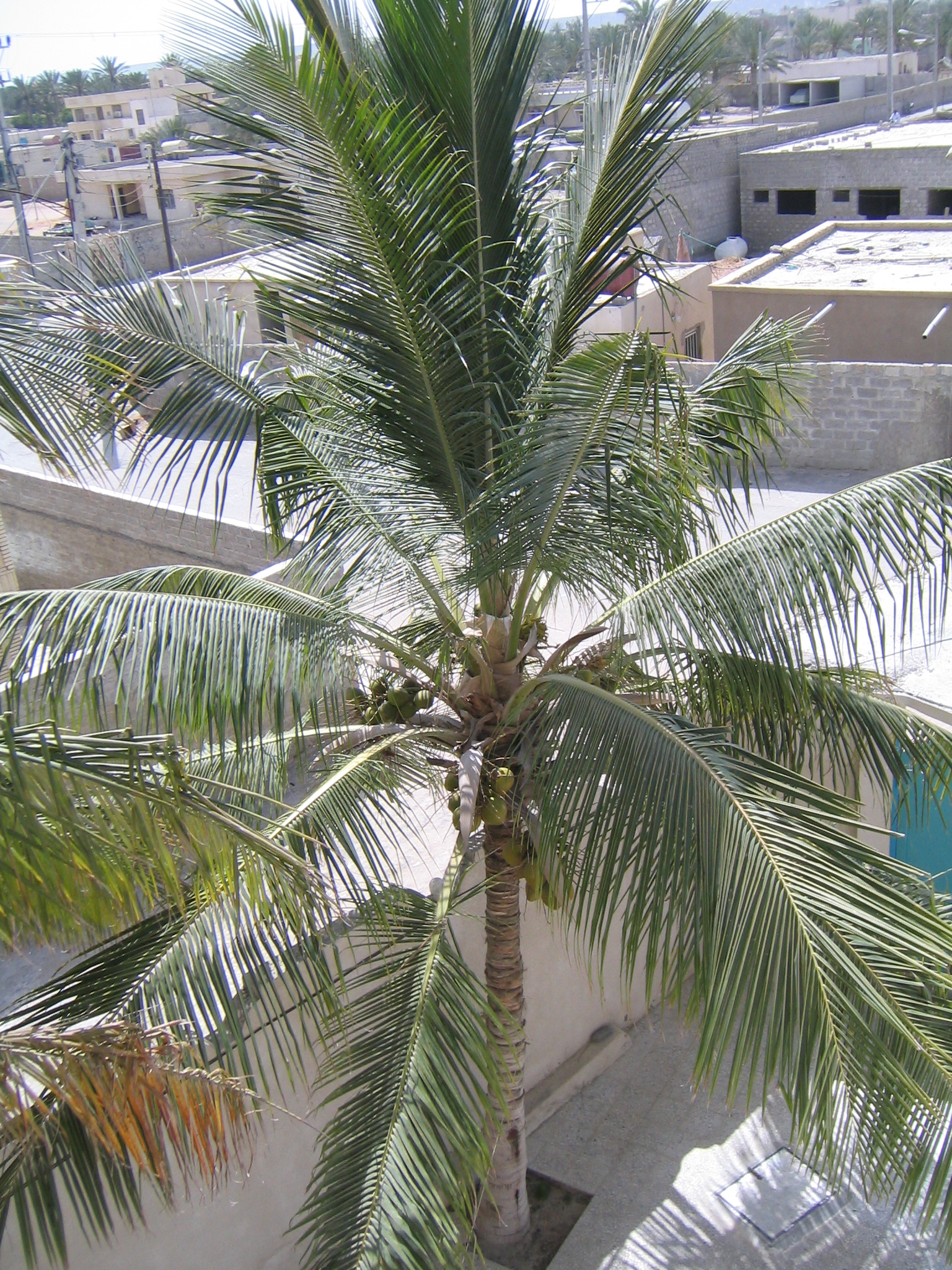 Coconut Palm 