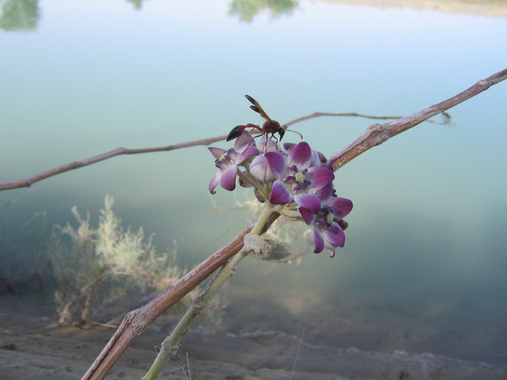 Milkweed 