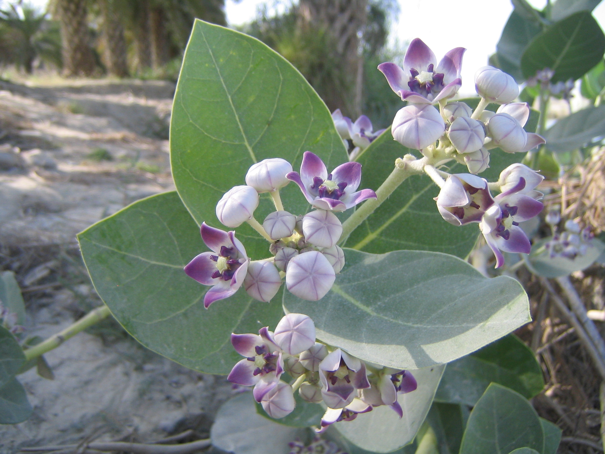 Milkweed 