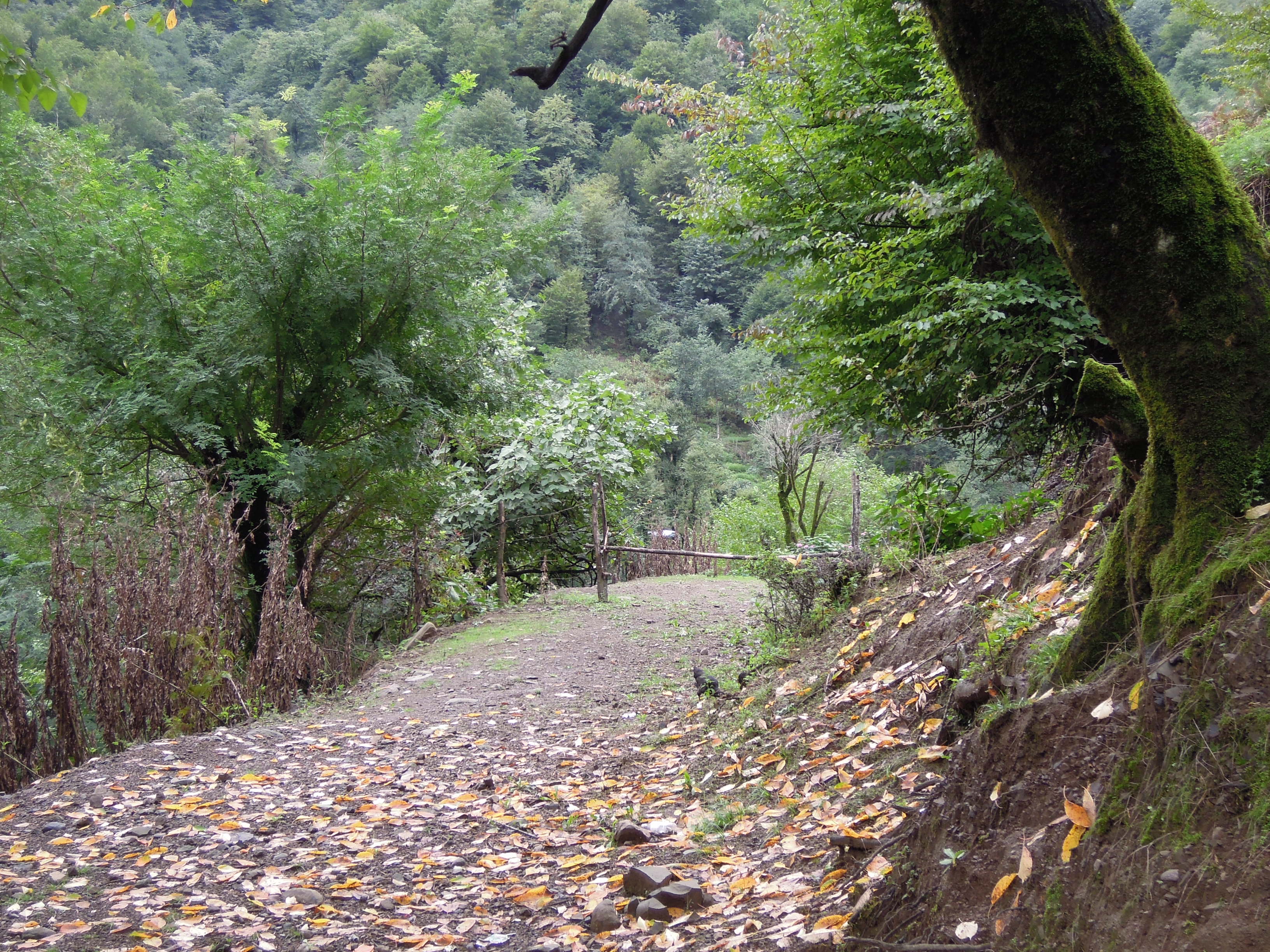 کوته کومه - آبشار لاتون 