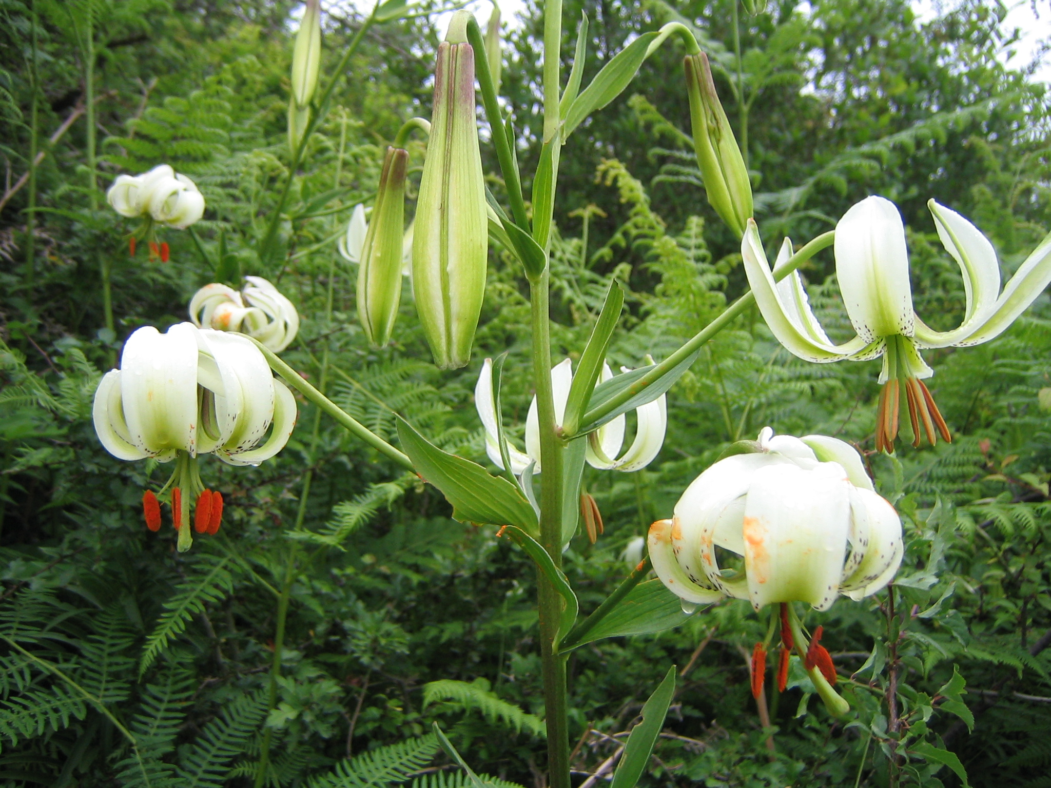 Lilium ledebourii 