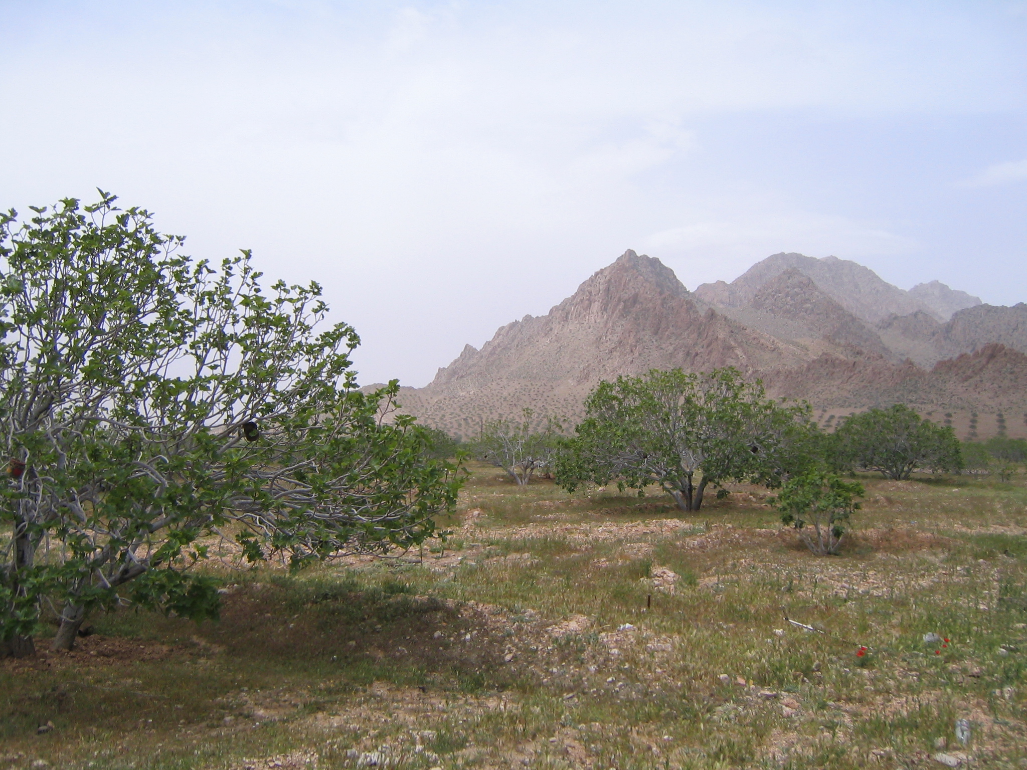 Figs tree 