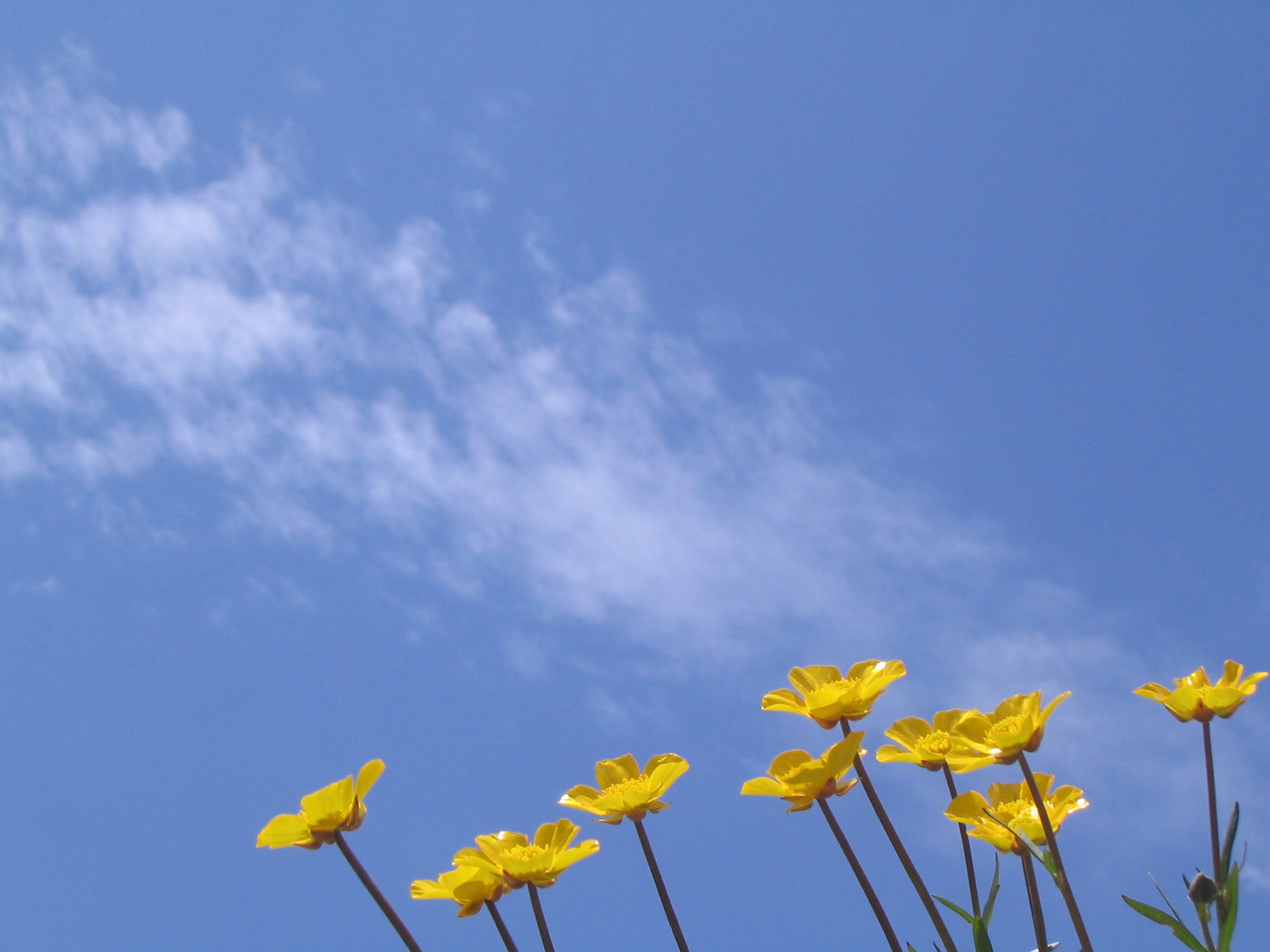 Ranunculaceae 