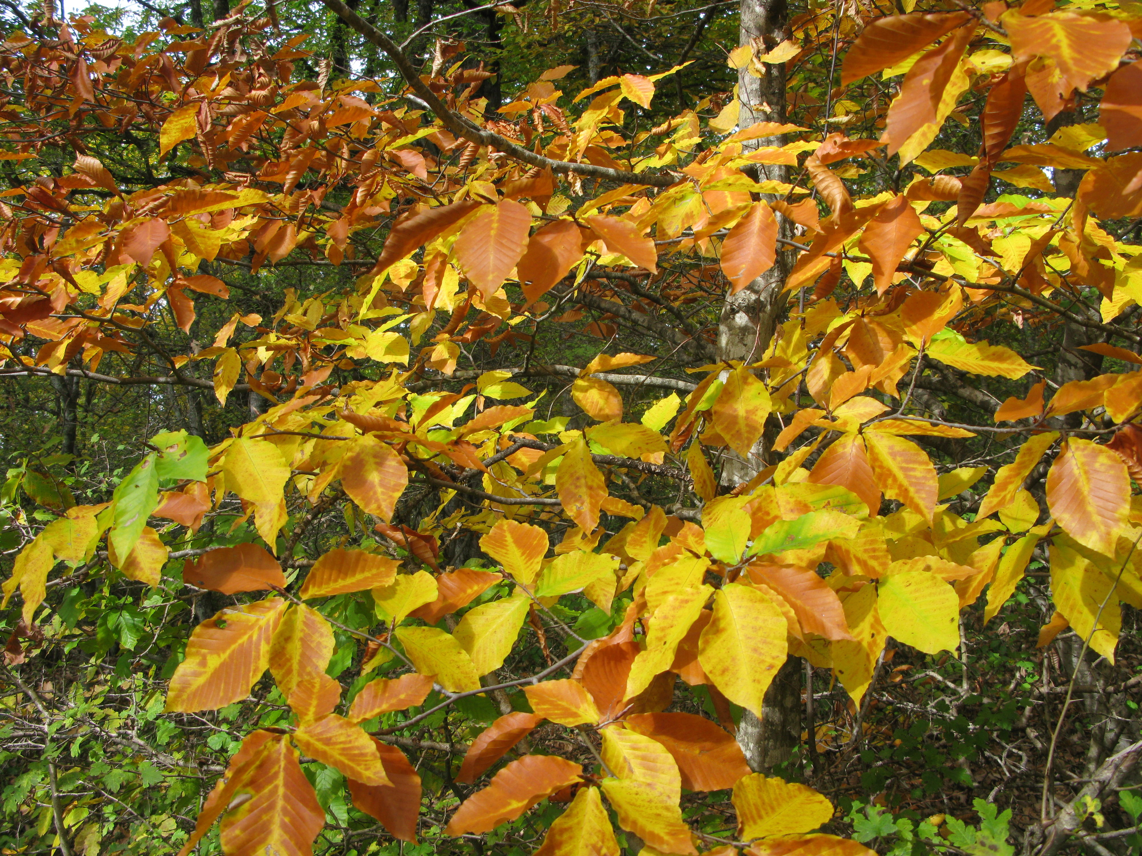 Kelardasht in Fall 