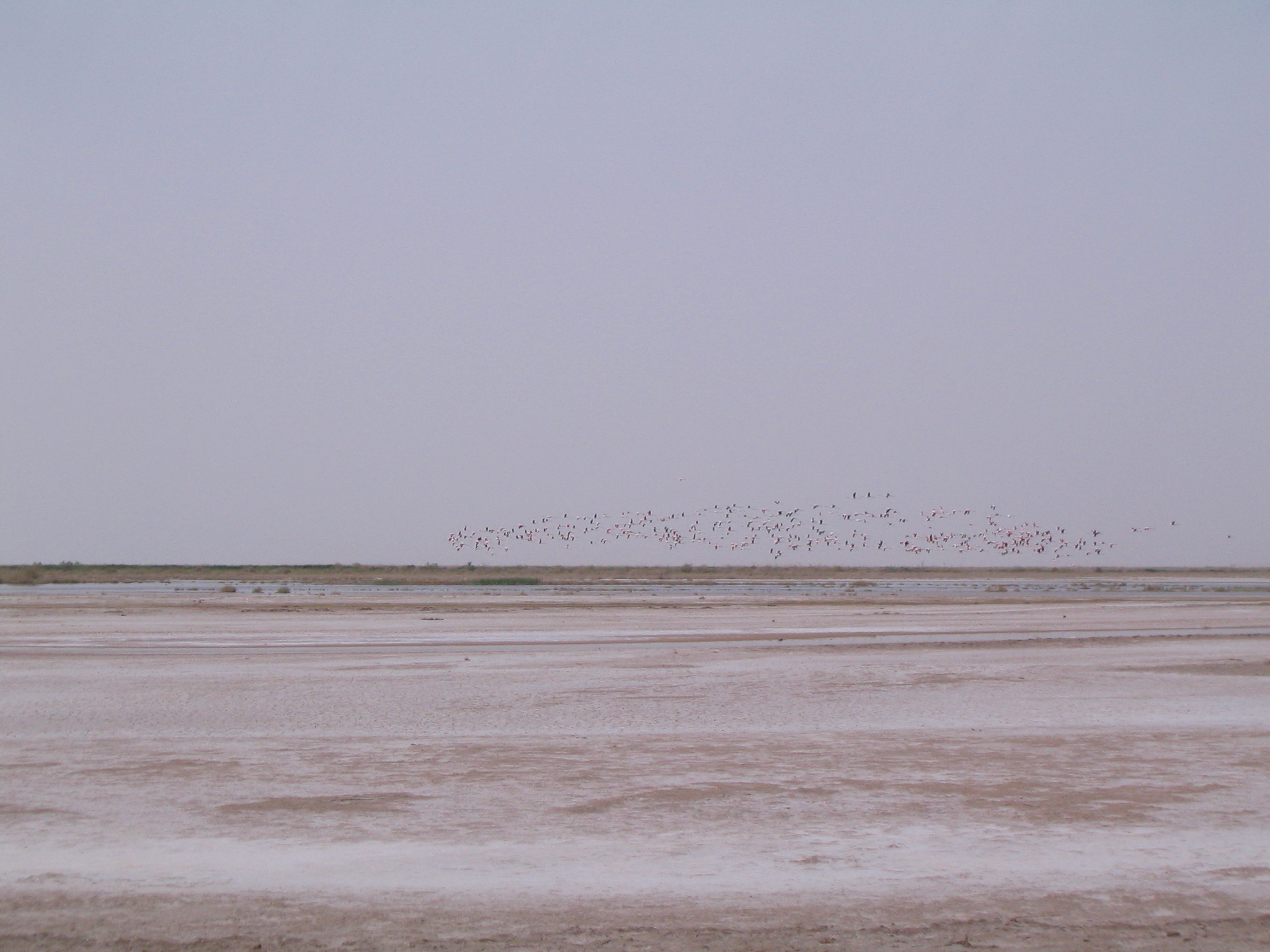 Gavkhouni Wetland 