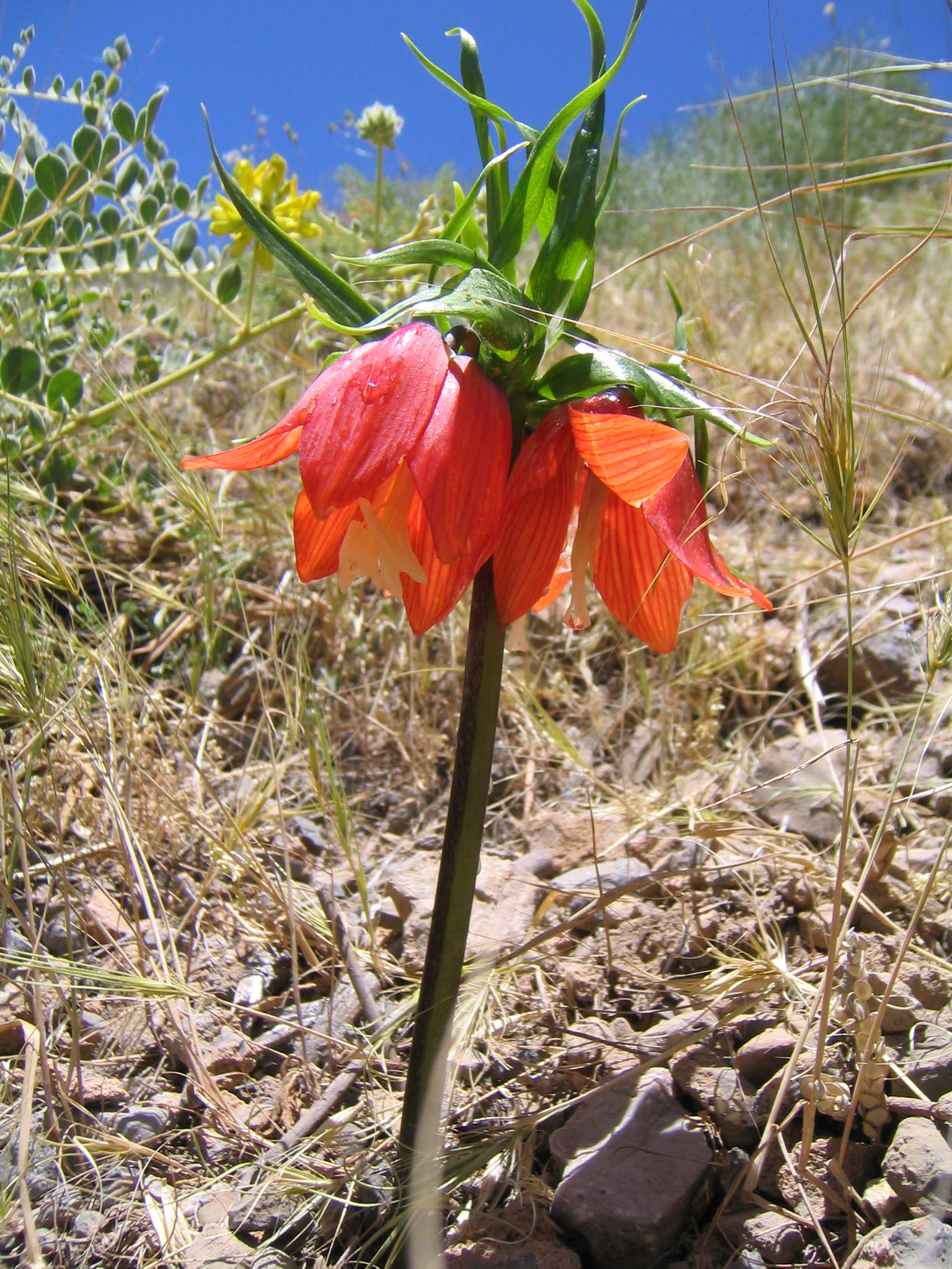 Fritillaria imperialis 