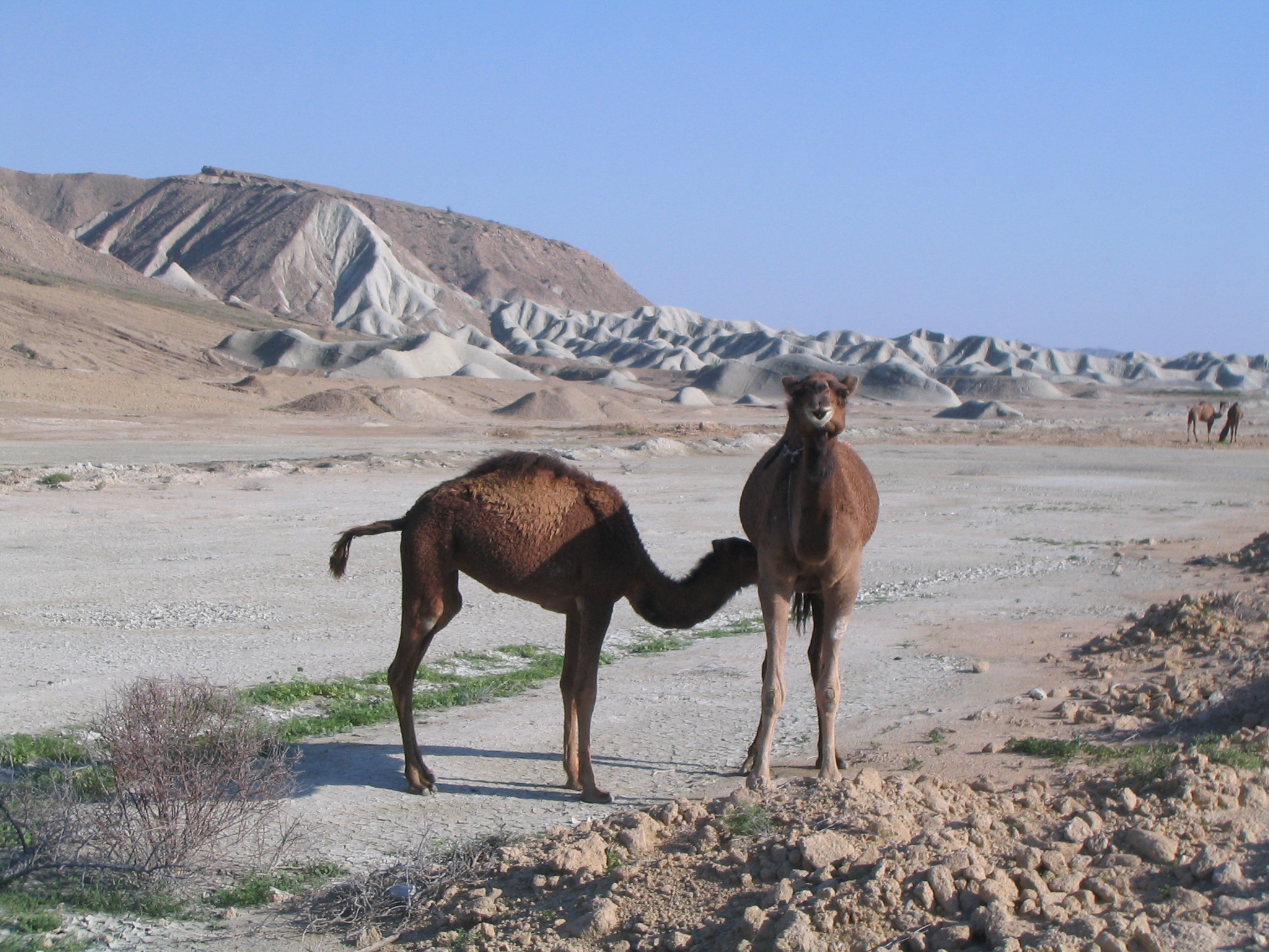 شتر در قشم 