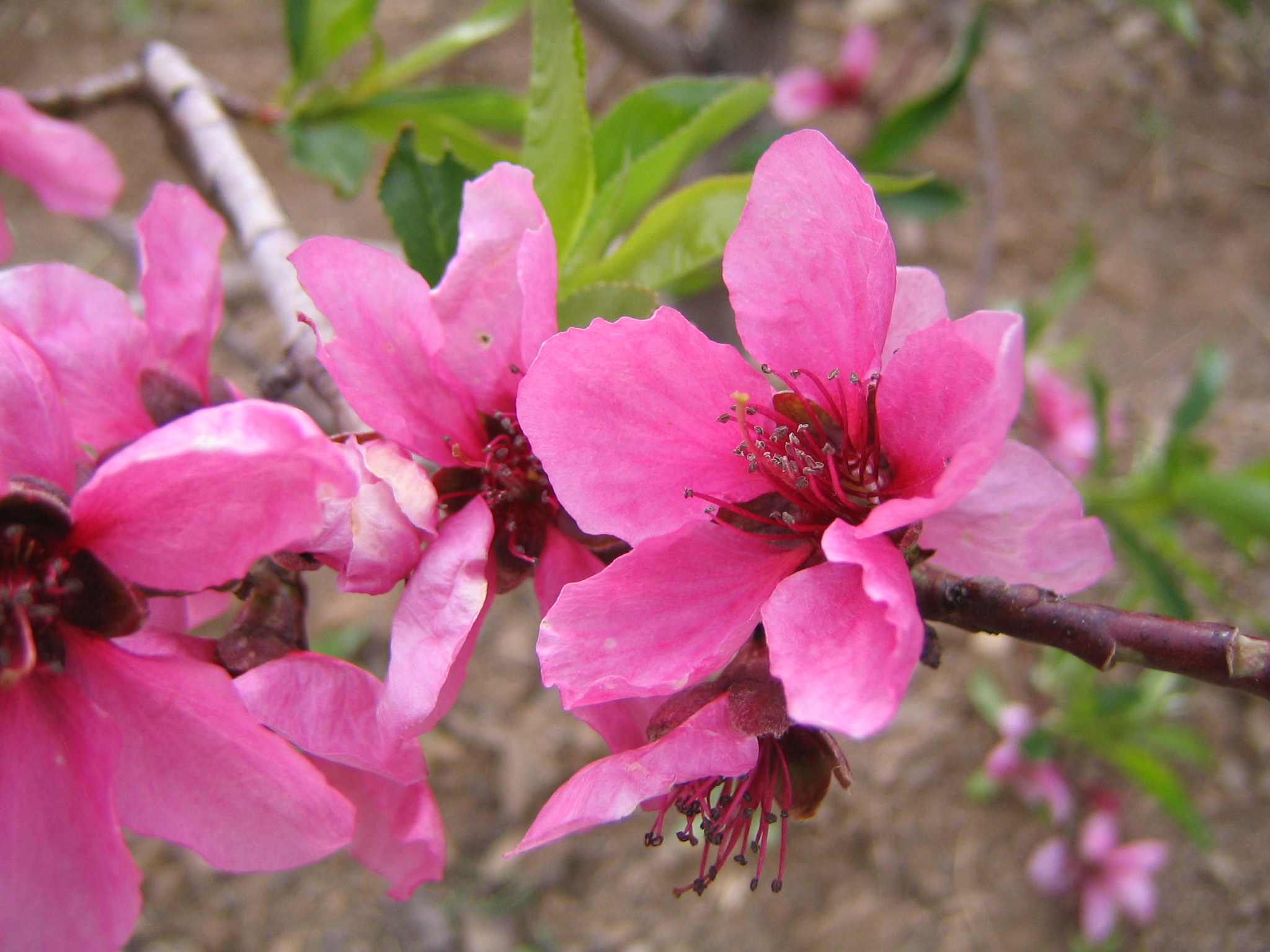 Peach Bloom 