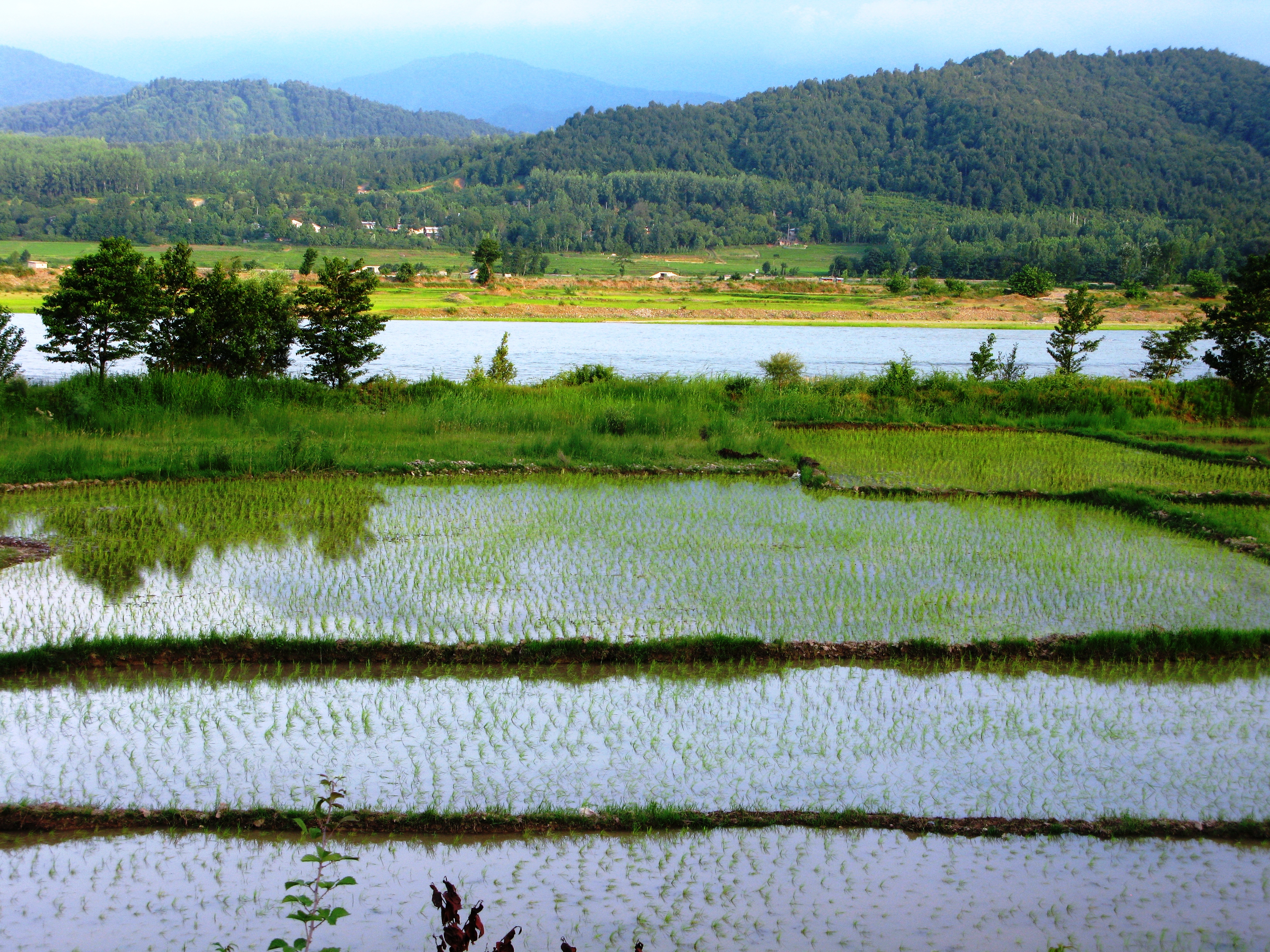 Rice Field 