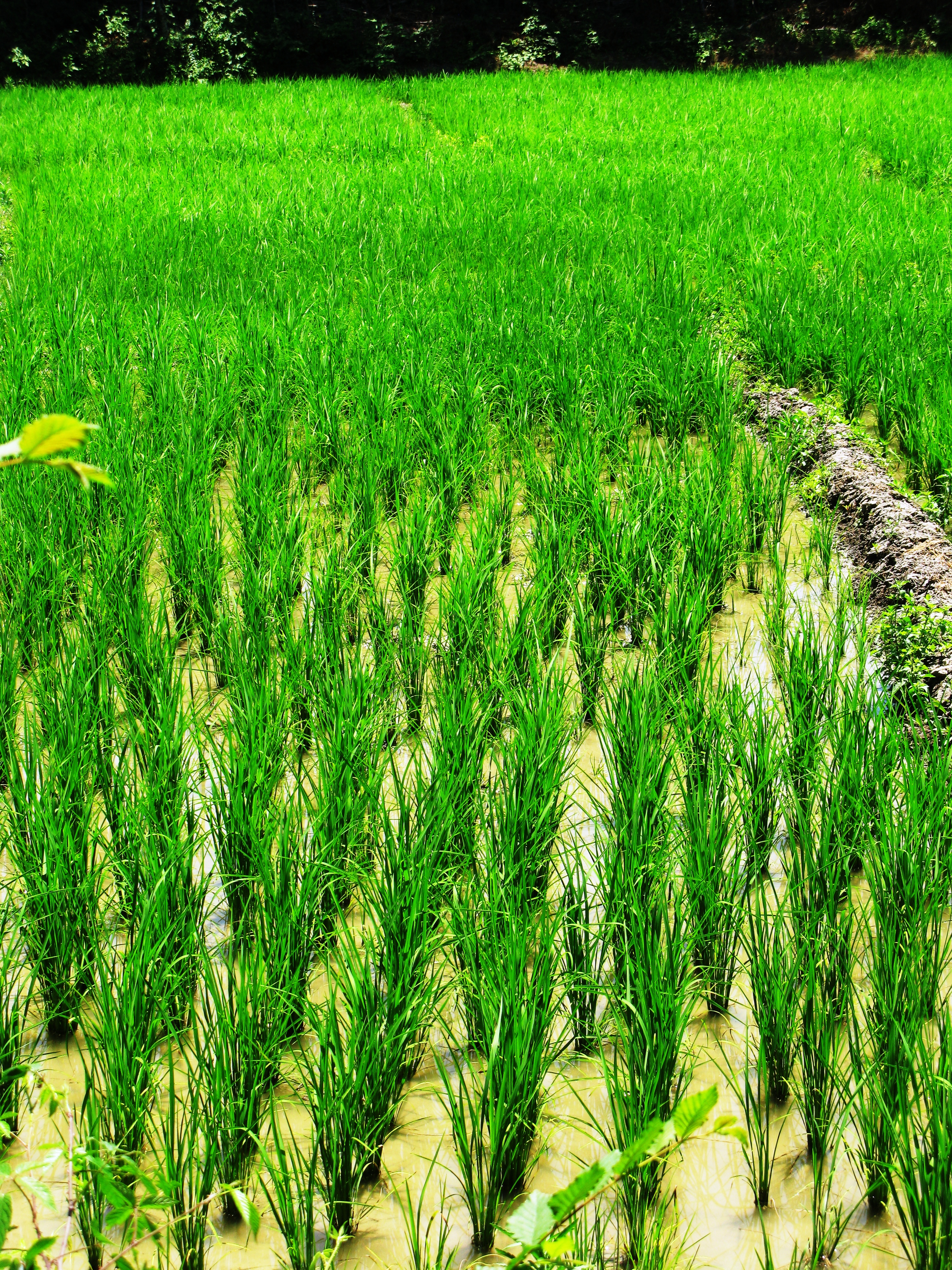 Rice Field 