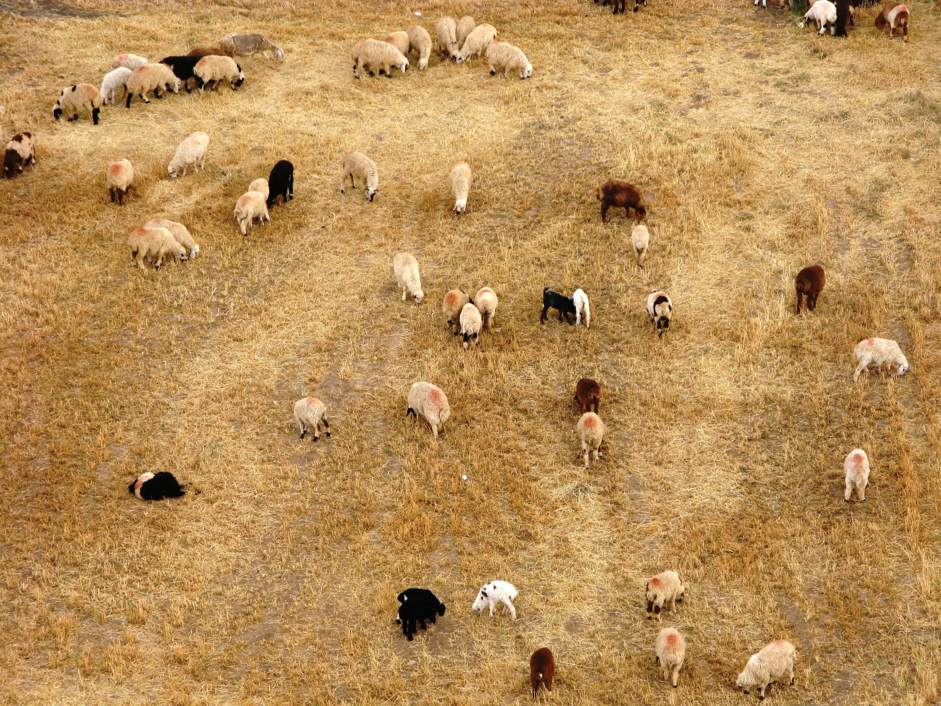 گوسفندان در كشتزاري در سبزوار 