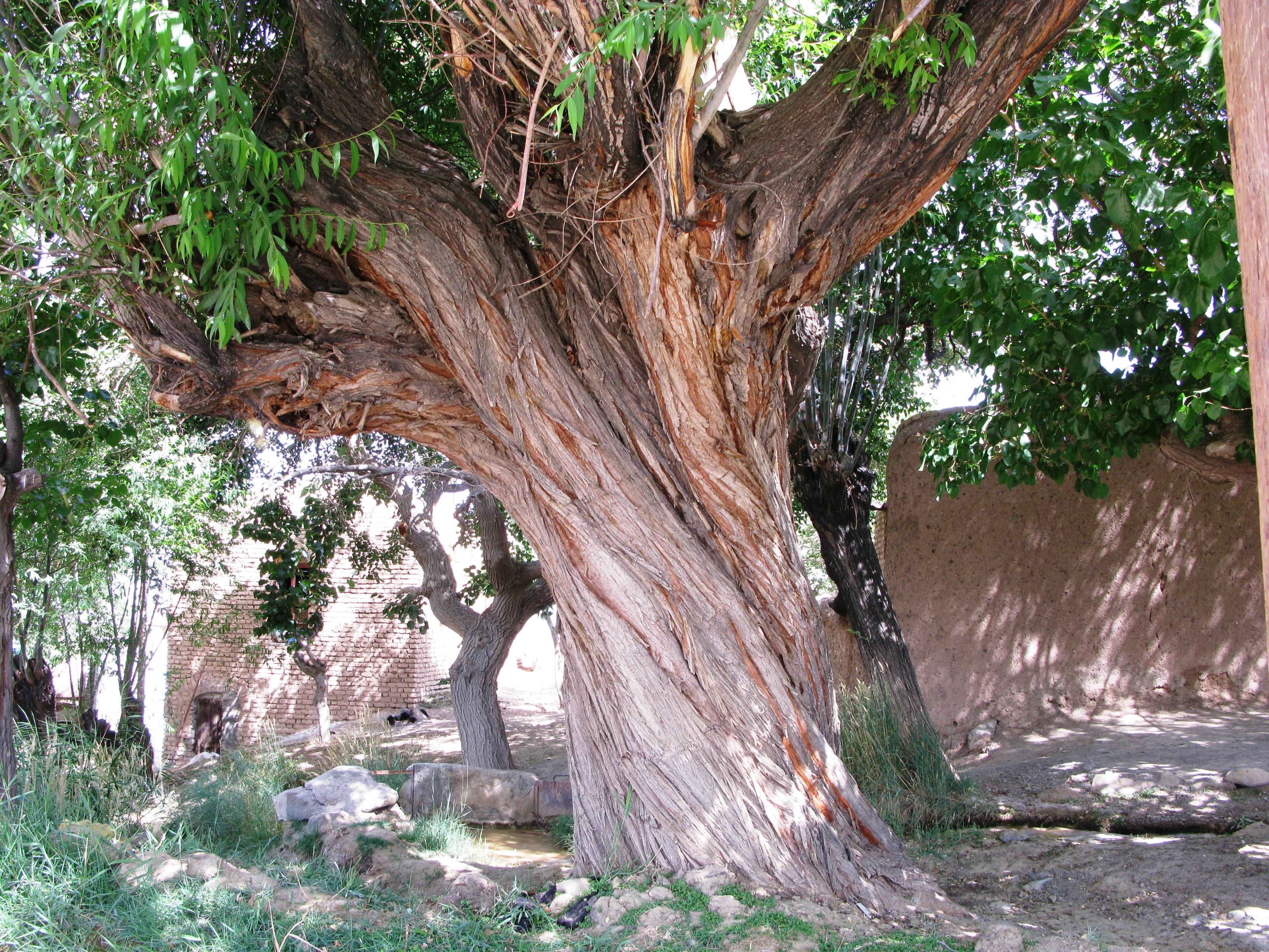 روستاي باغستان عليا 