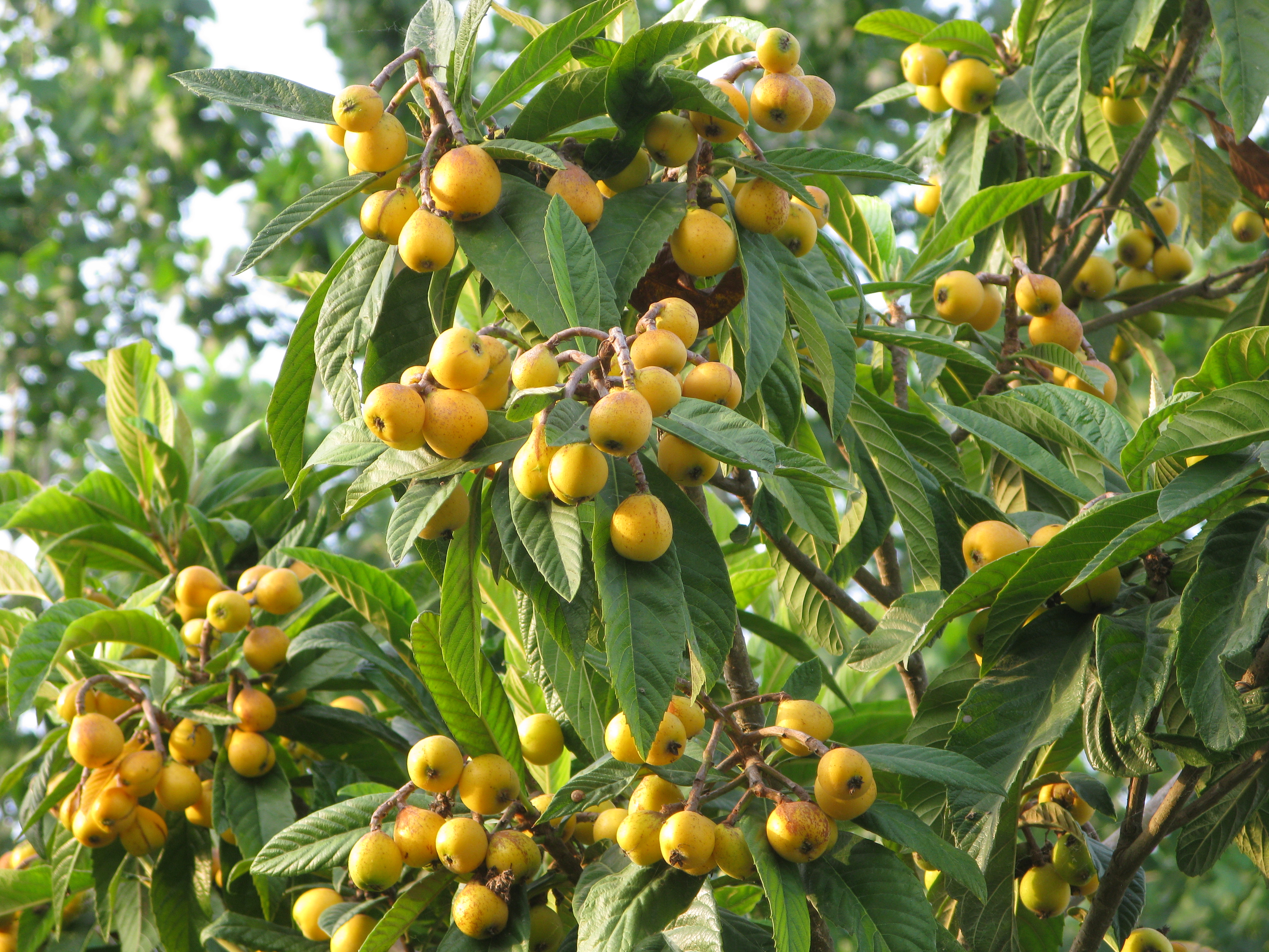 Loquat 