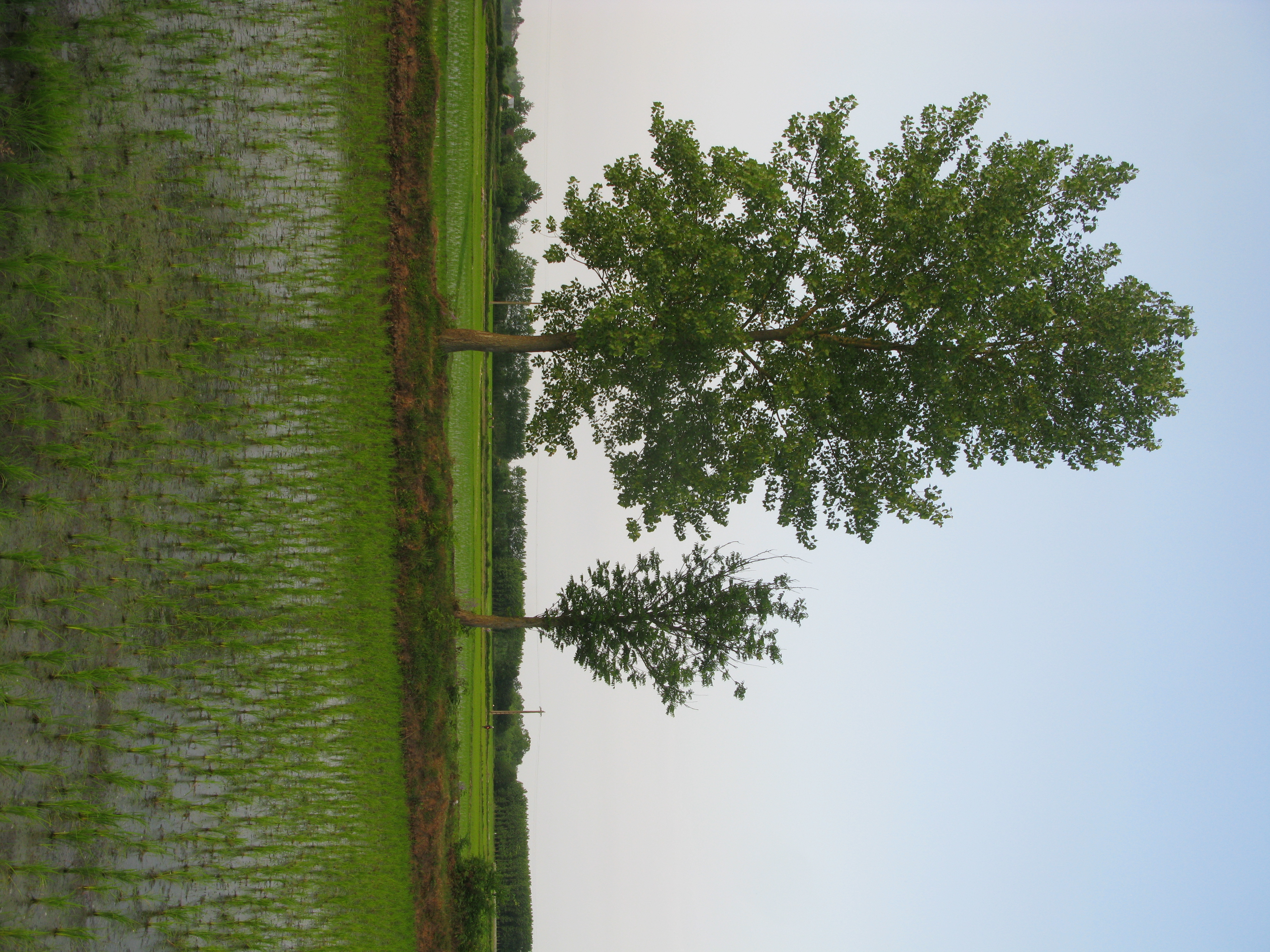 Paddy Field 