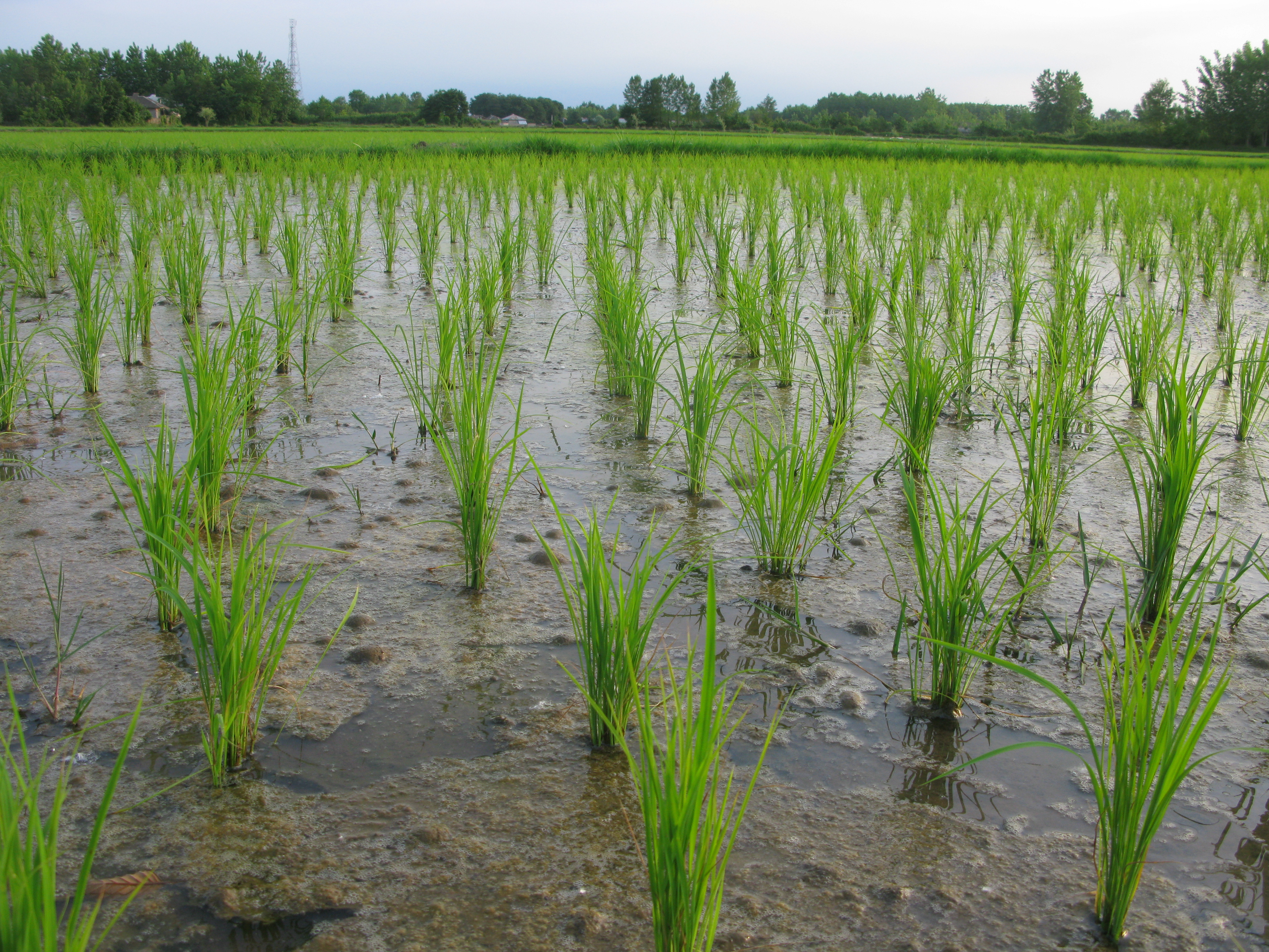 Paddy Field 