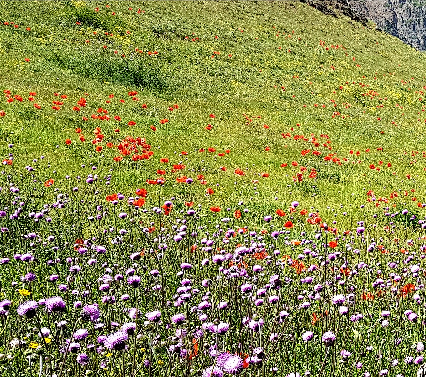 سوباتان