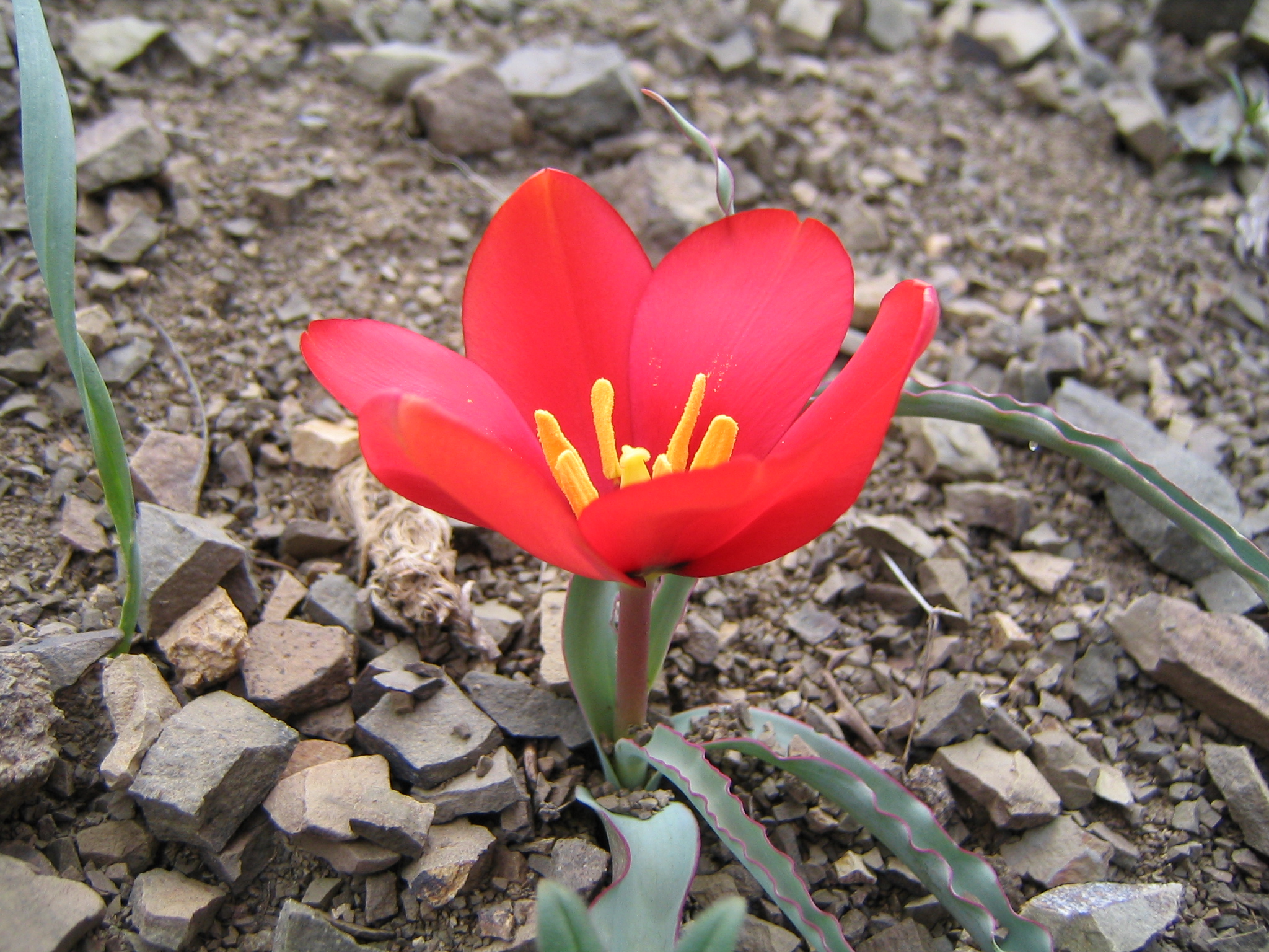Alborz Tulip 