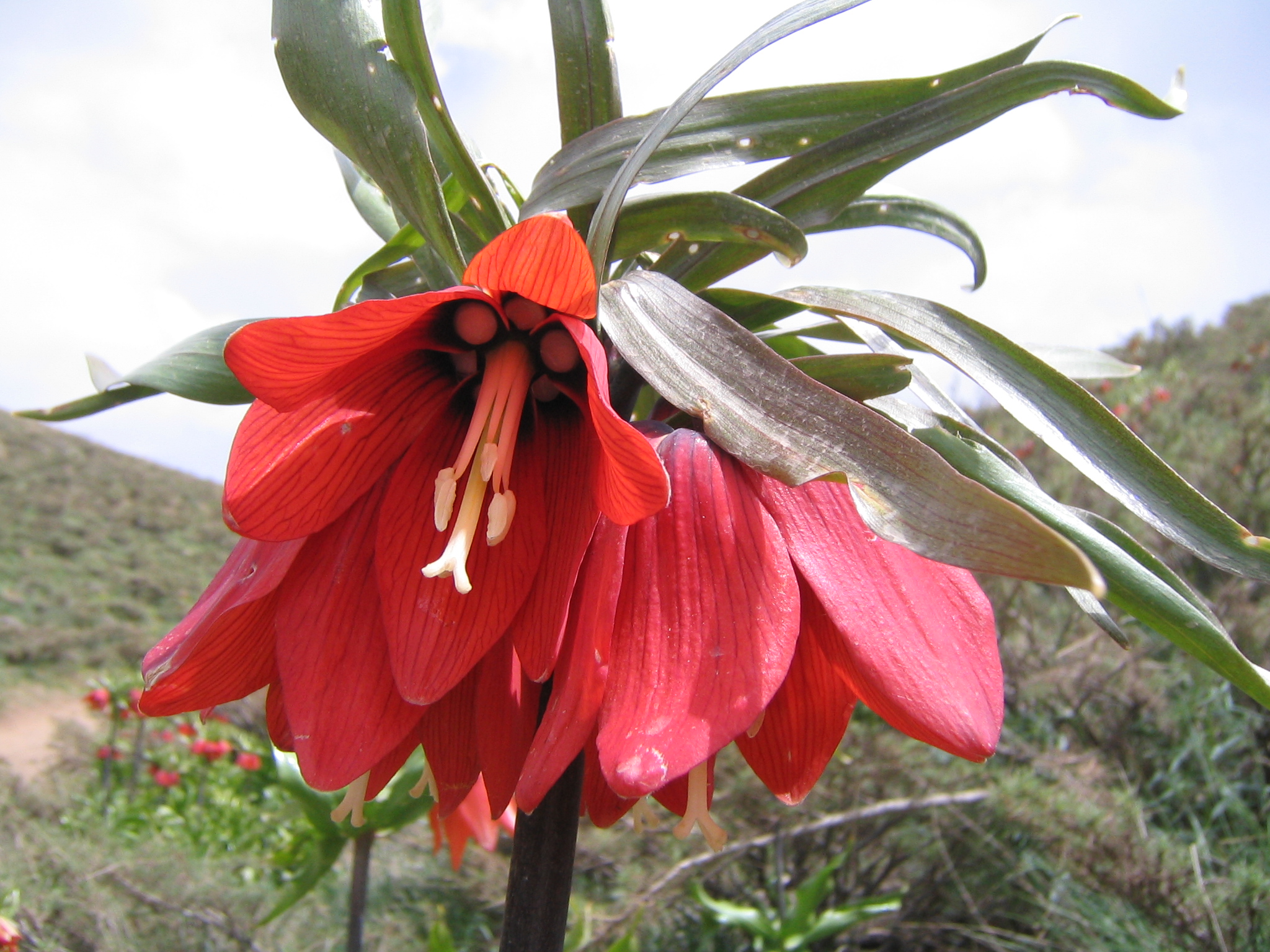 Fritillaria 