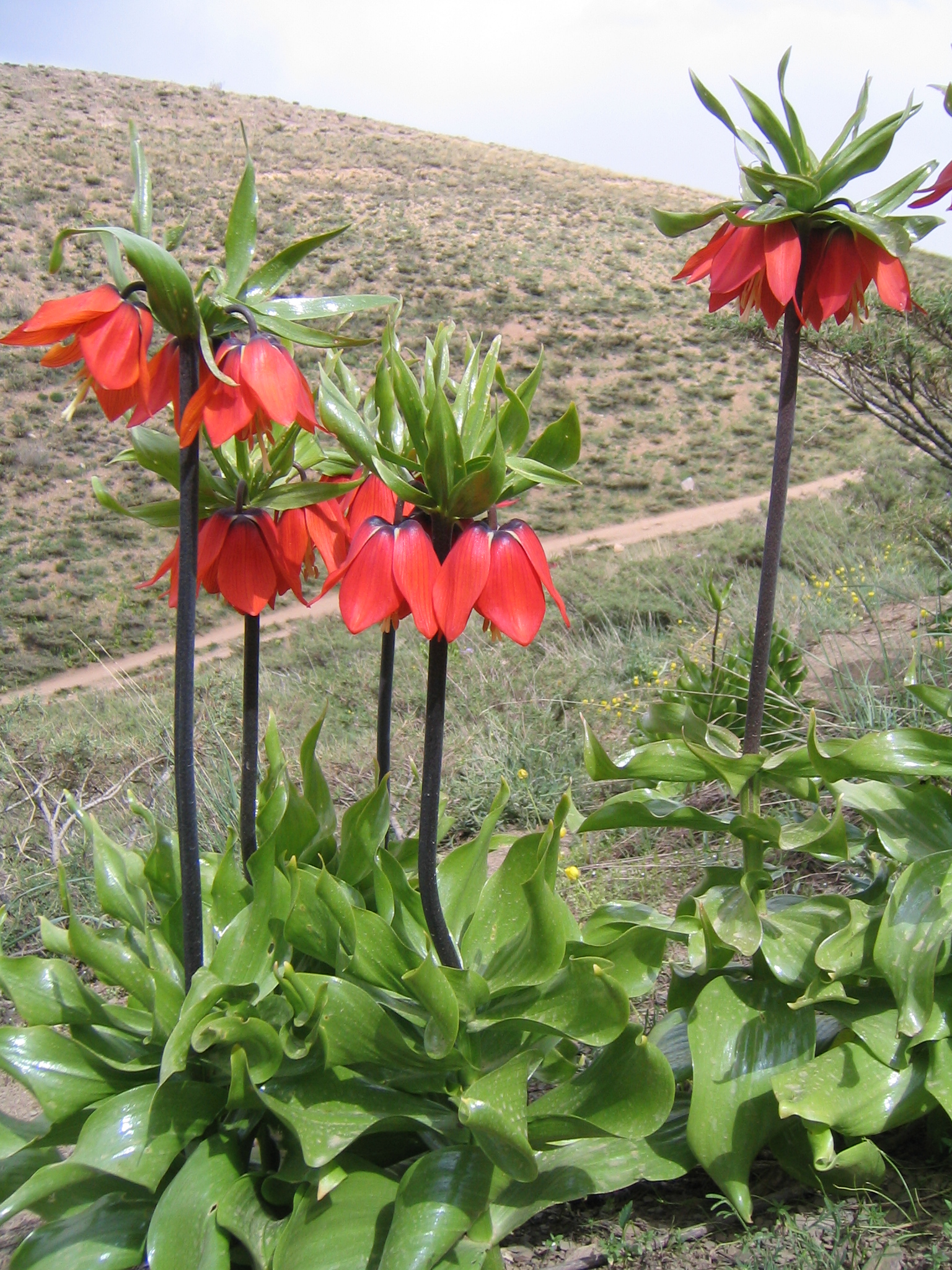 Fritillaria 