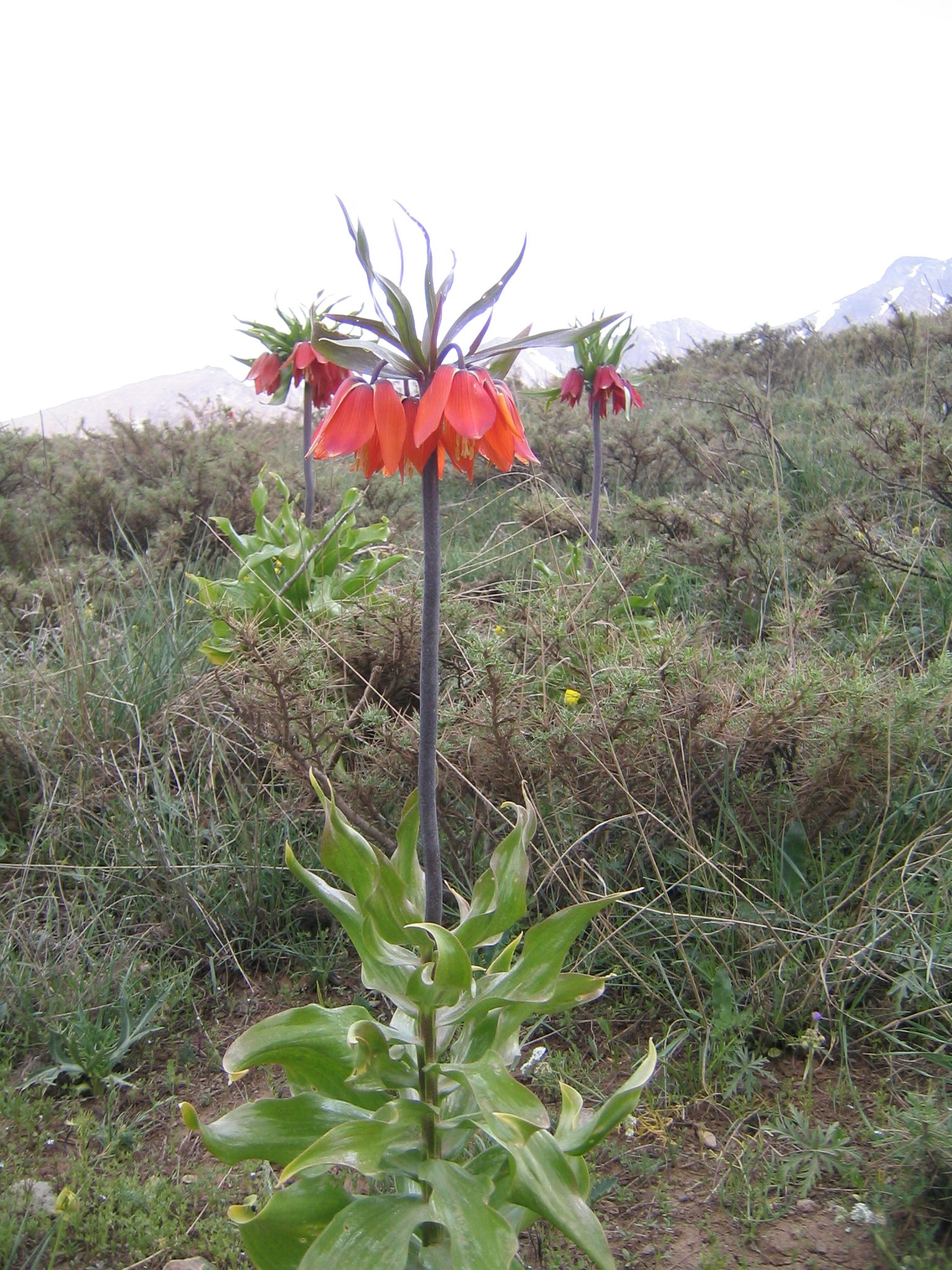 Fritillaria 