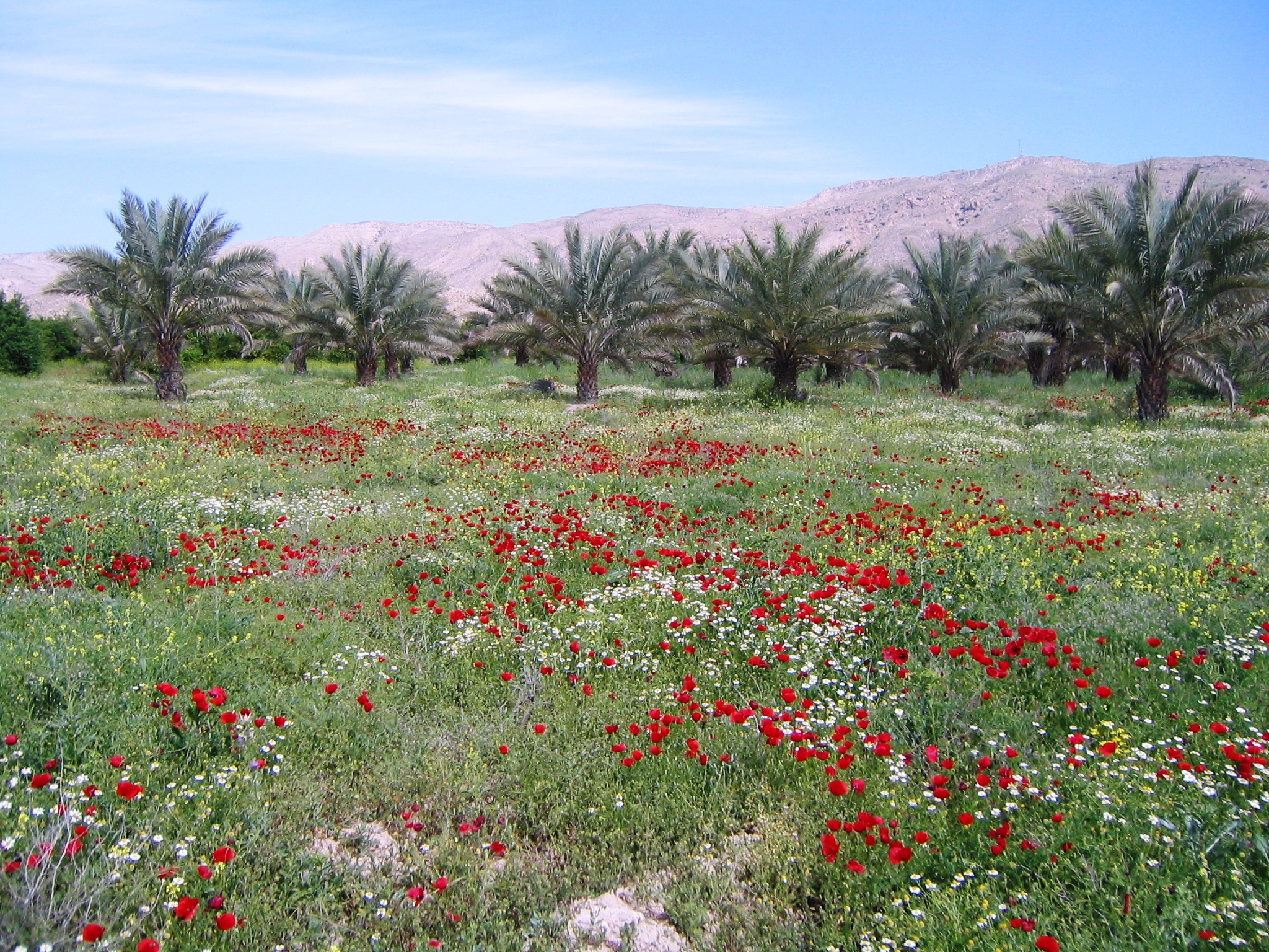 تفرجگاههای روستای اسلام آباد قیر 