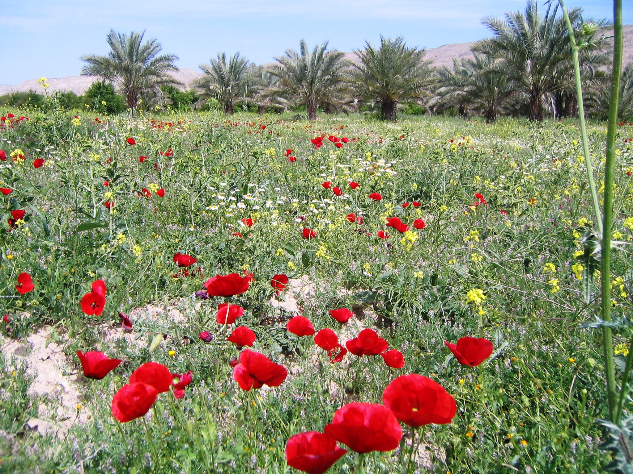 تفرجگاههای روستای اسلام آباد قیر 