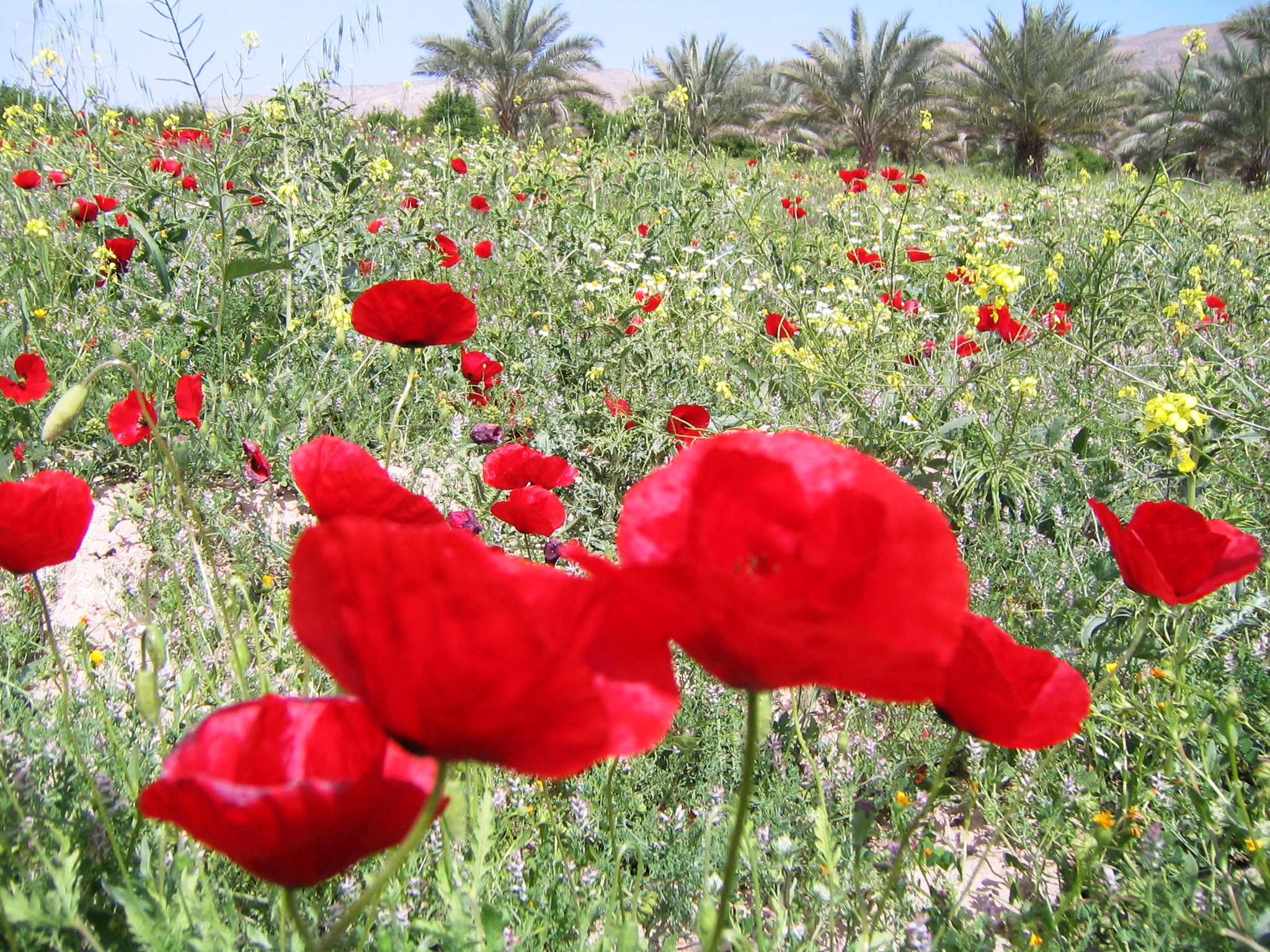 تفرجگاههای روستای اسلام آباد قیر 