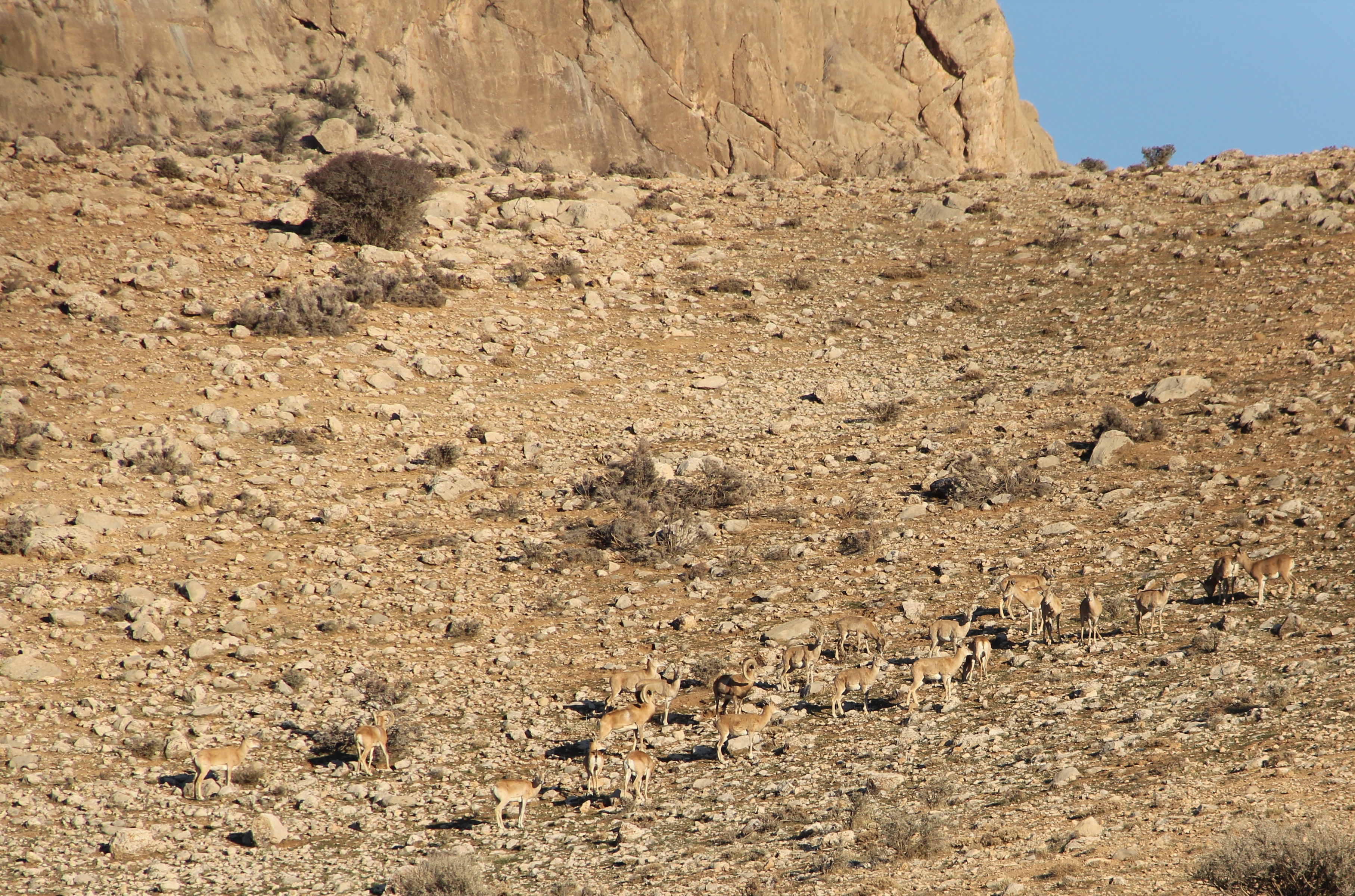 قوچ و میش در پارک ملی بمو 