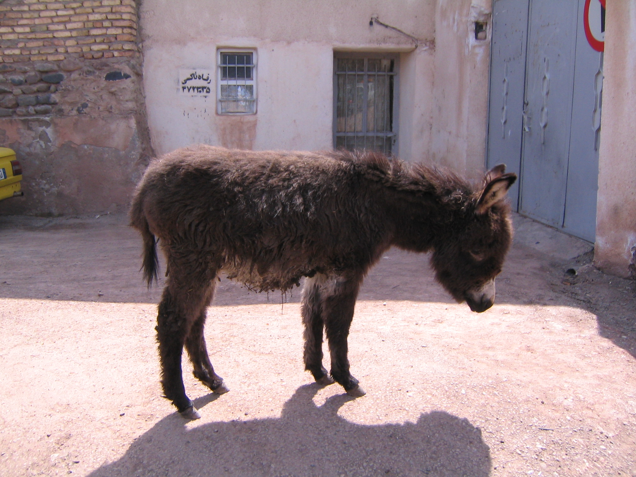 Donkey