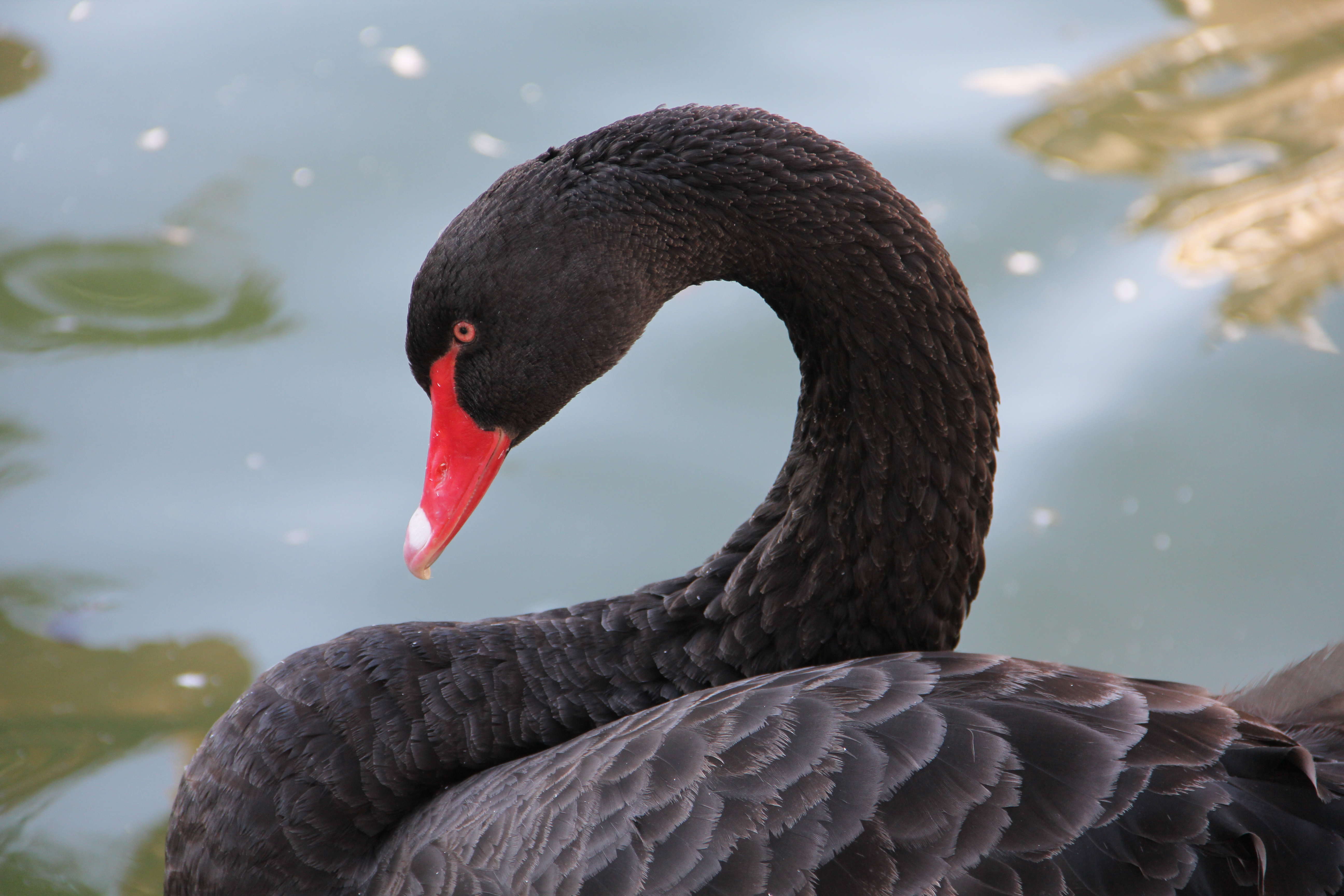 Black Swan