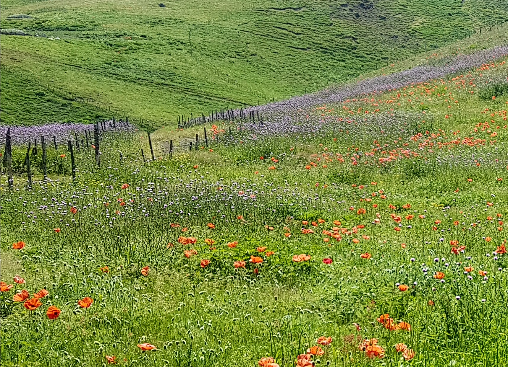 سوباتان