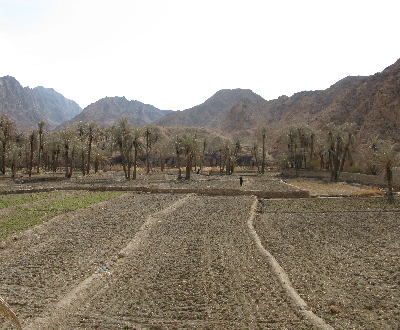 Rice field in Azmighan