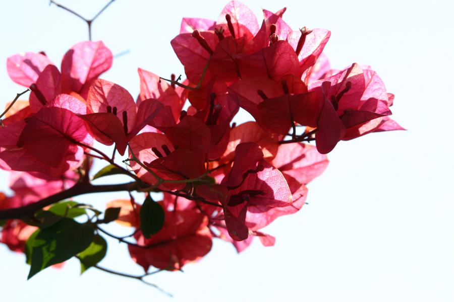 Bougainvillea