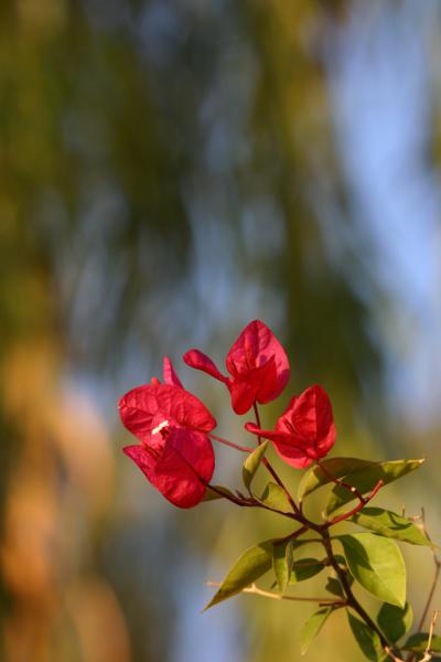 Bougainvillea