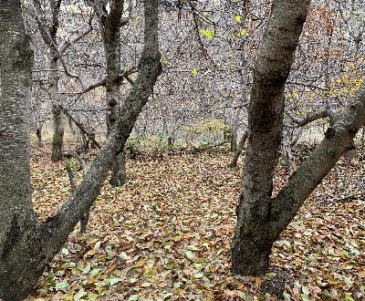 Sangan in Autumn