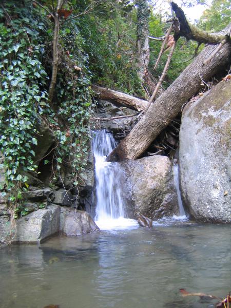 Hyrcanian Forest in Gilan 