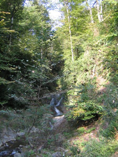 Hyrcanian Forest in Gilan 