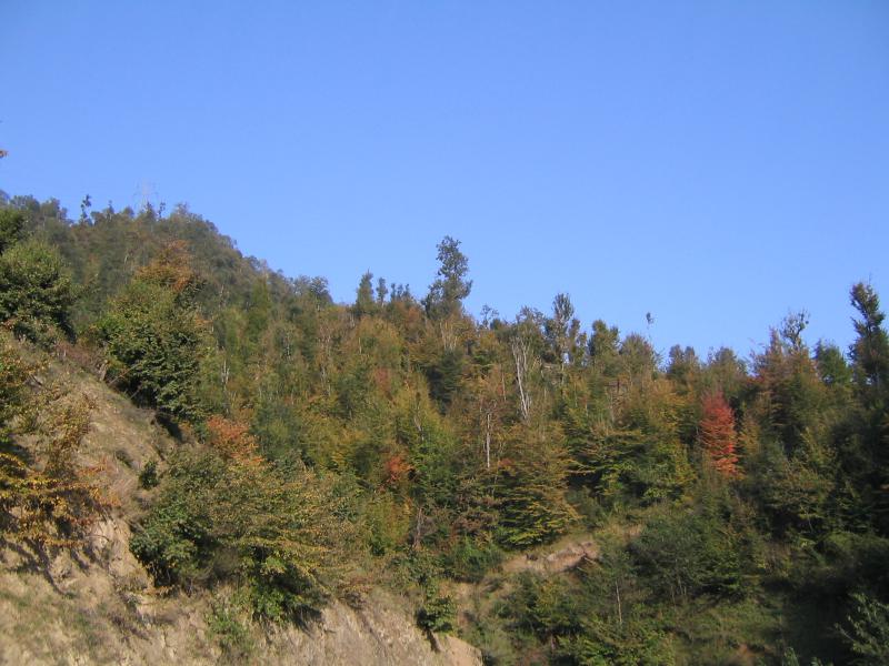 Hyrcanian Forest in Gilan 