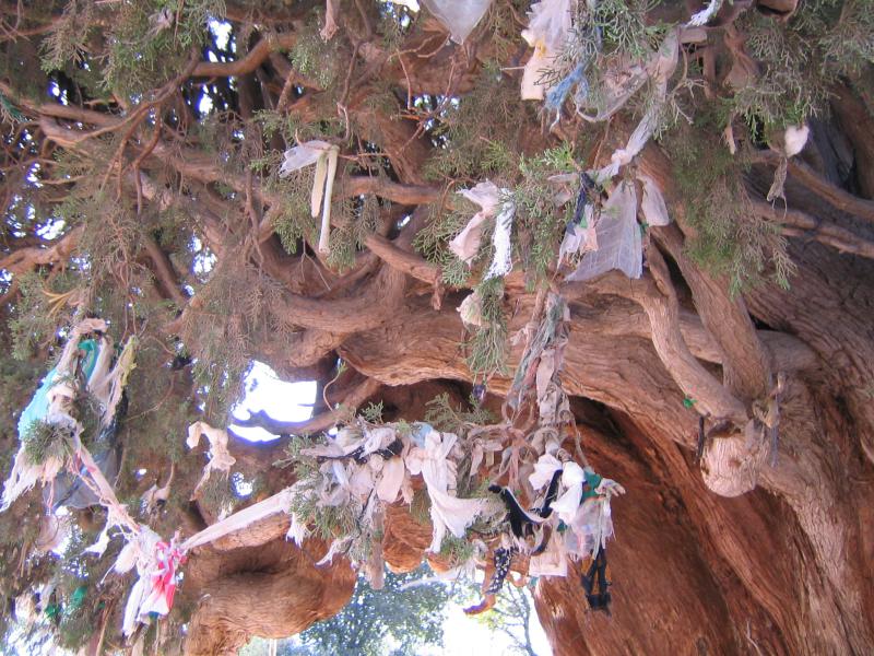 Harzevil Cedar 